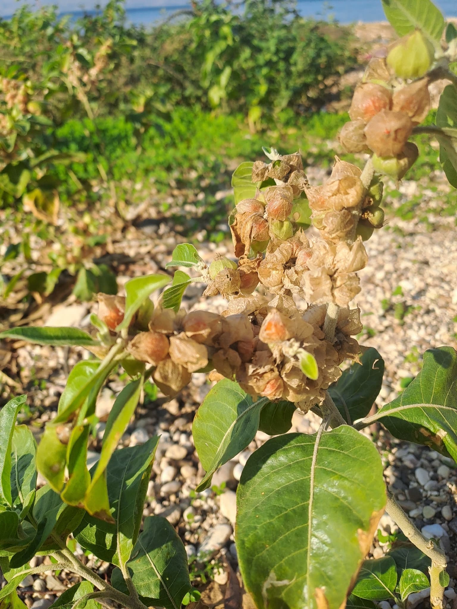 Ashwagandha