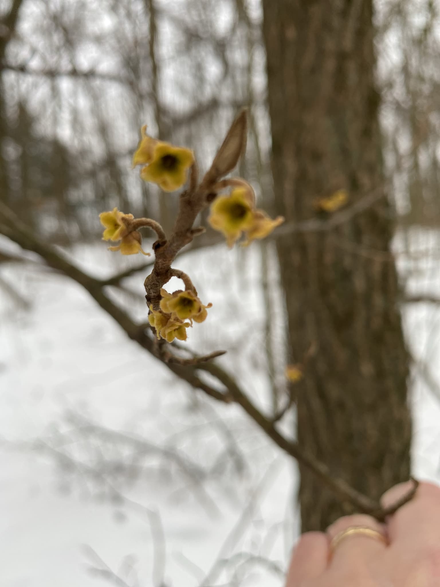 Witch Hazel