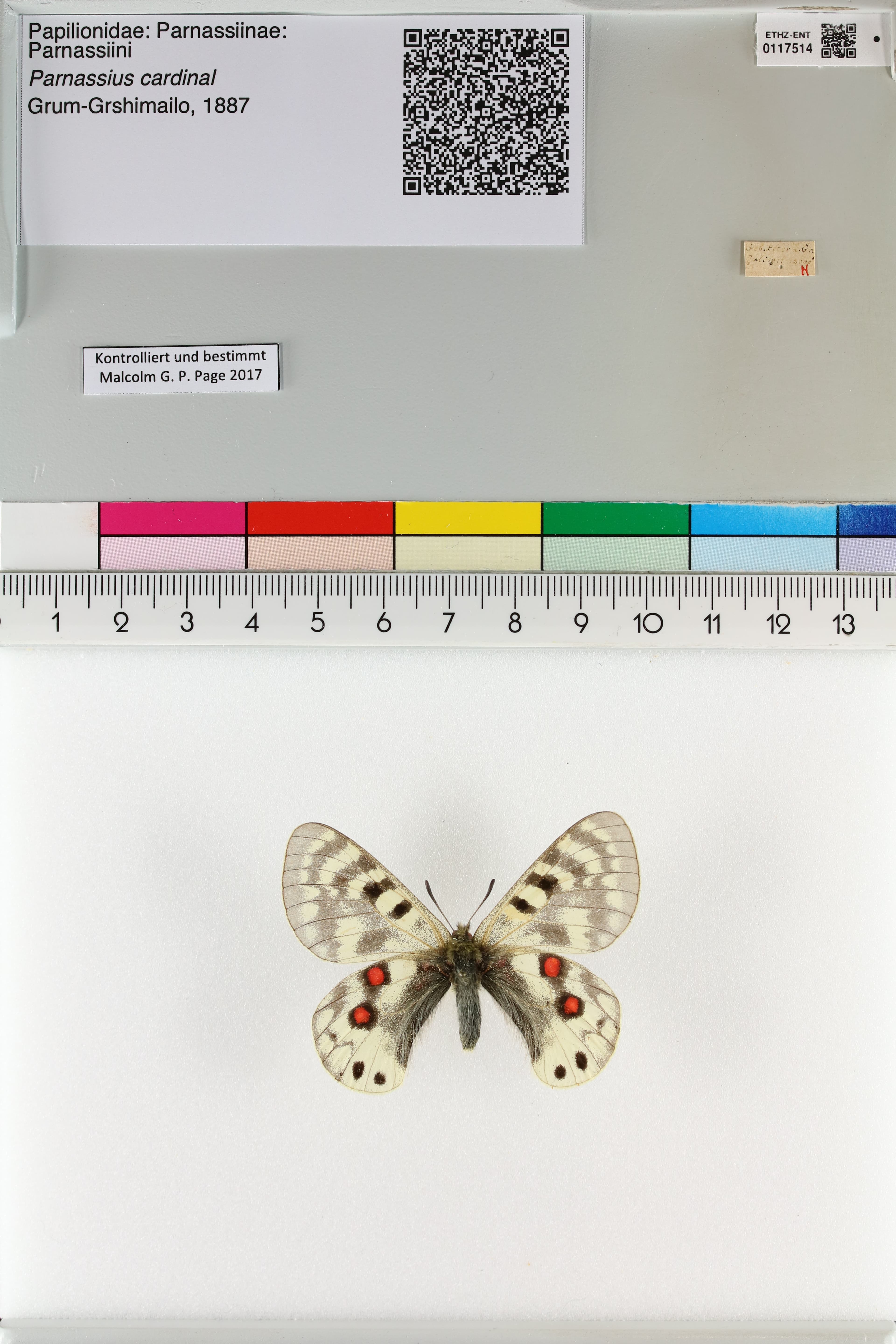 Cardinal Apollo