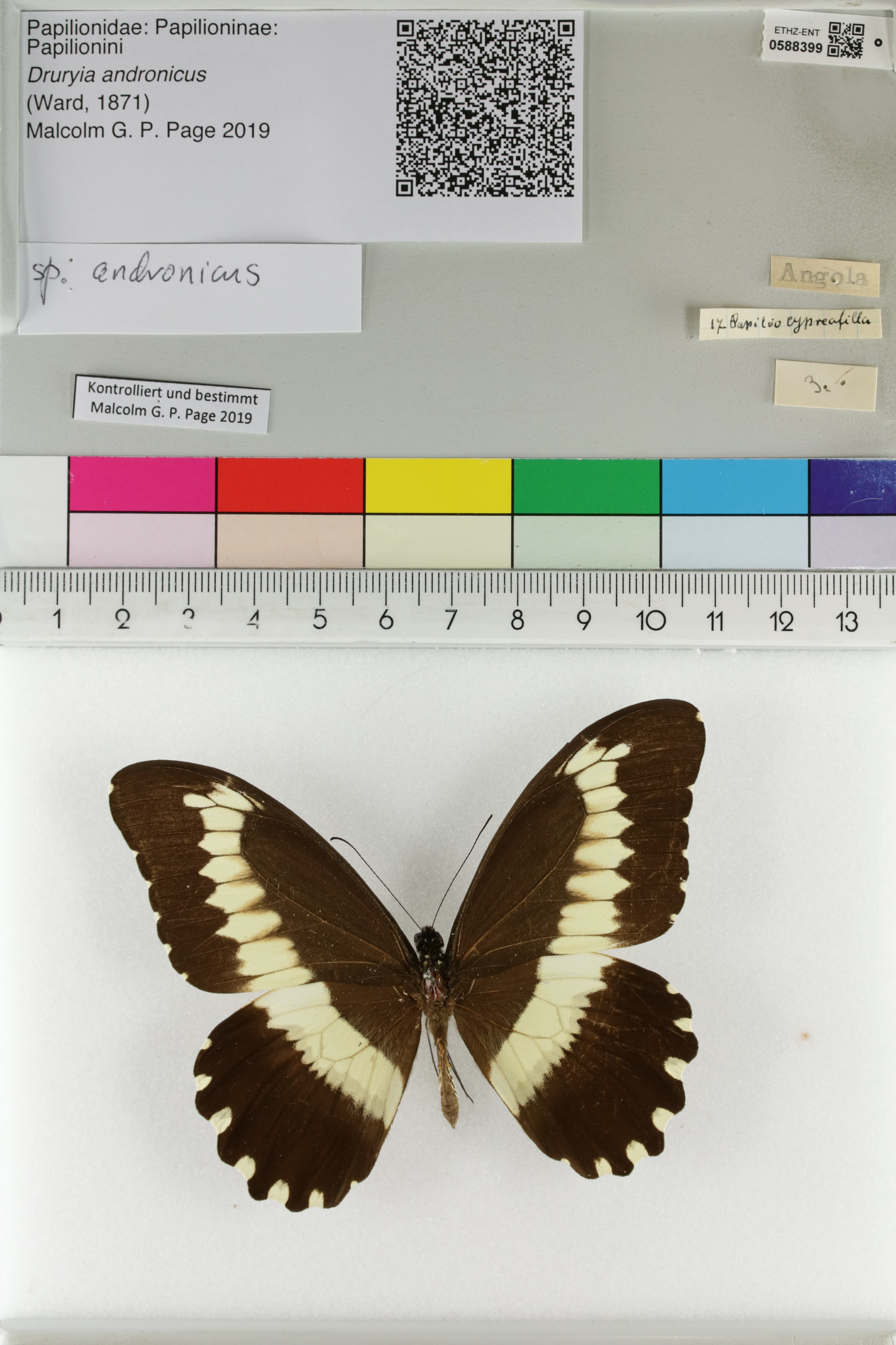 Papilio andronicus