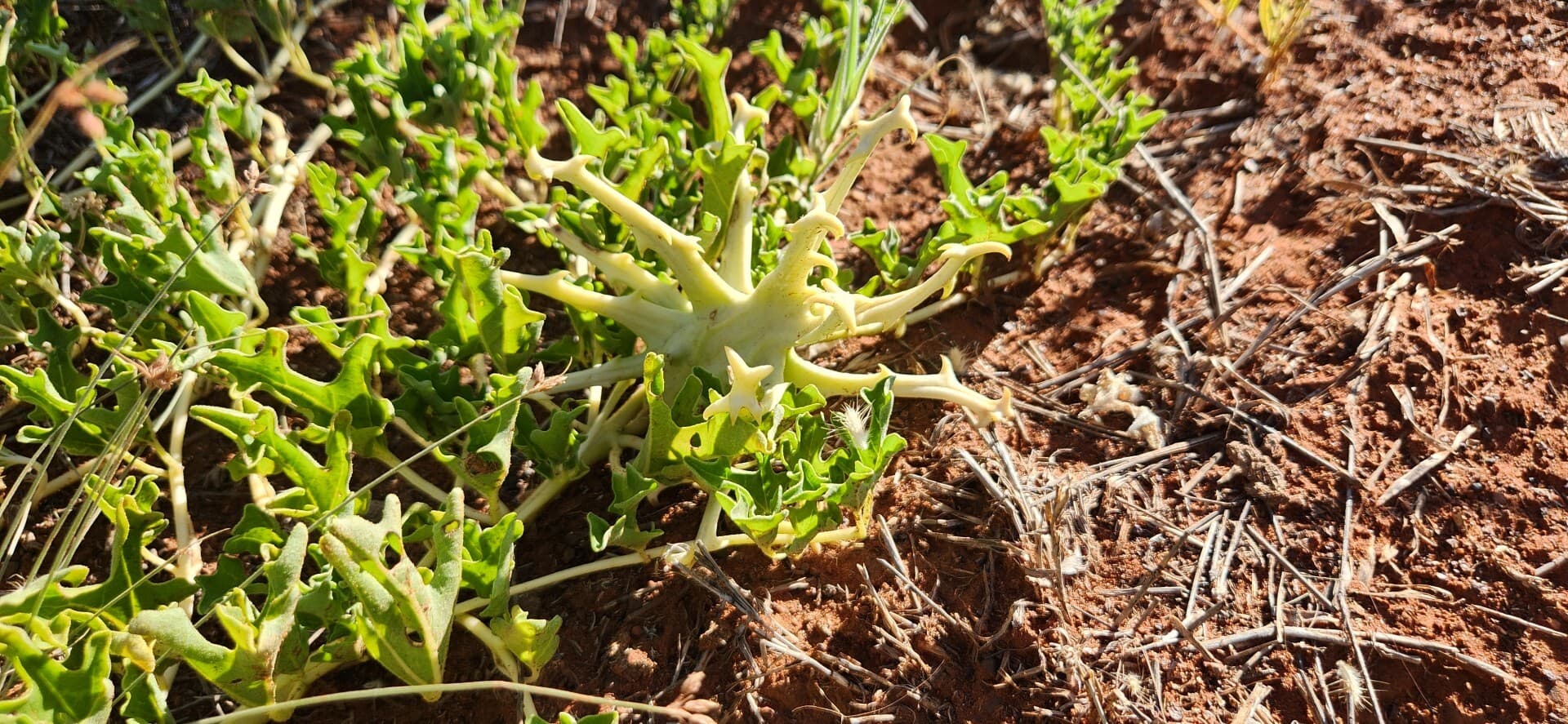Devil's Claw