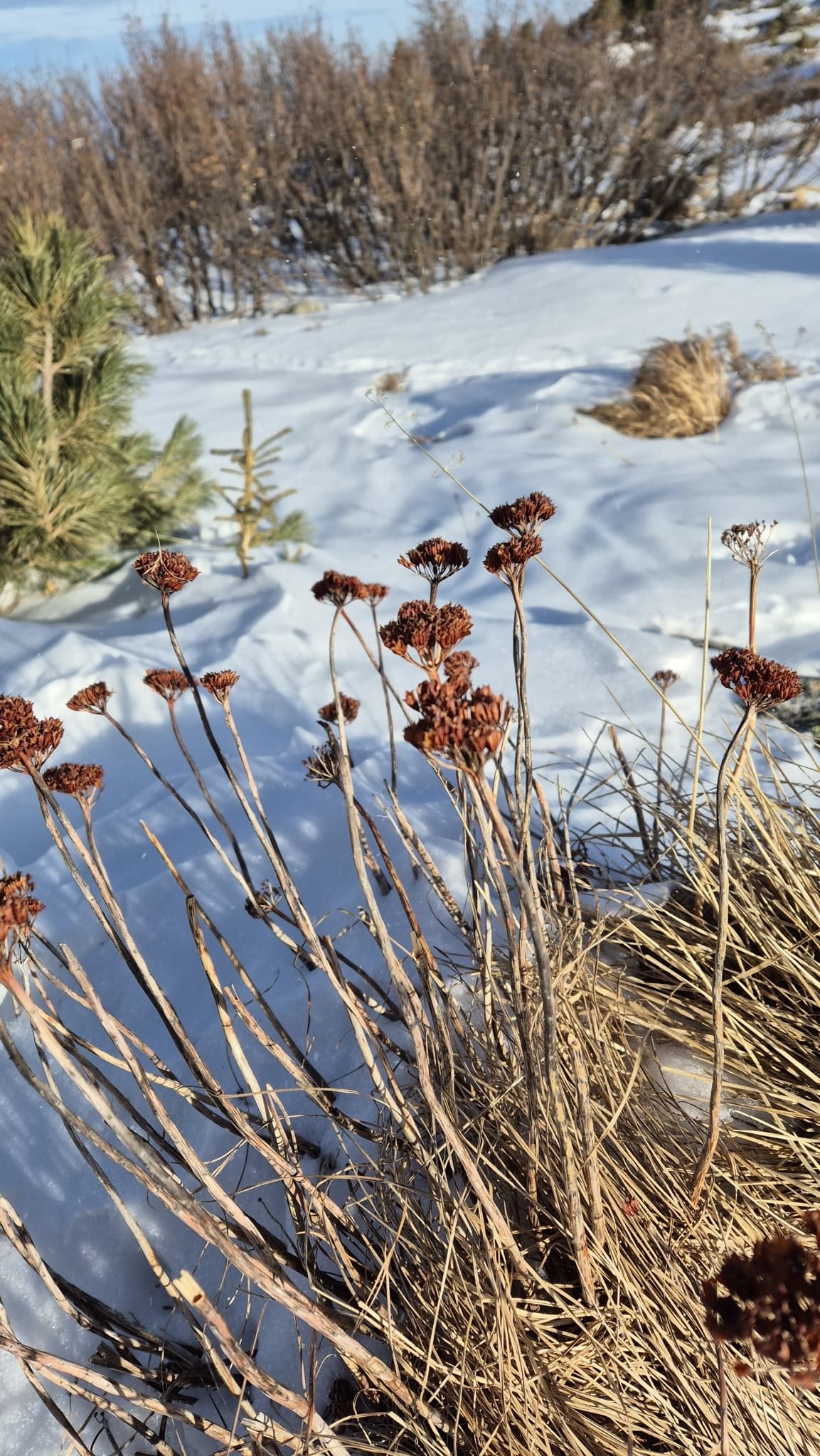 Rhodiola