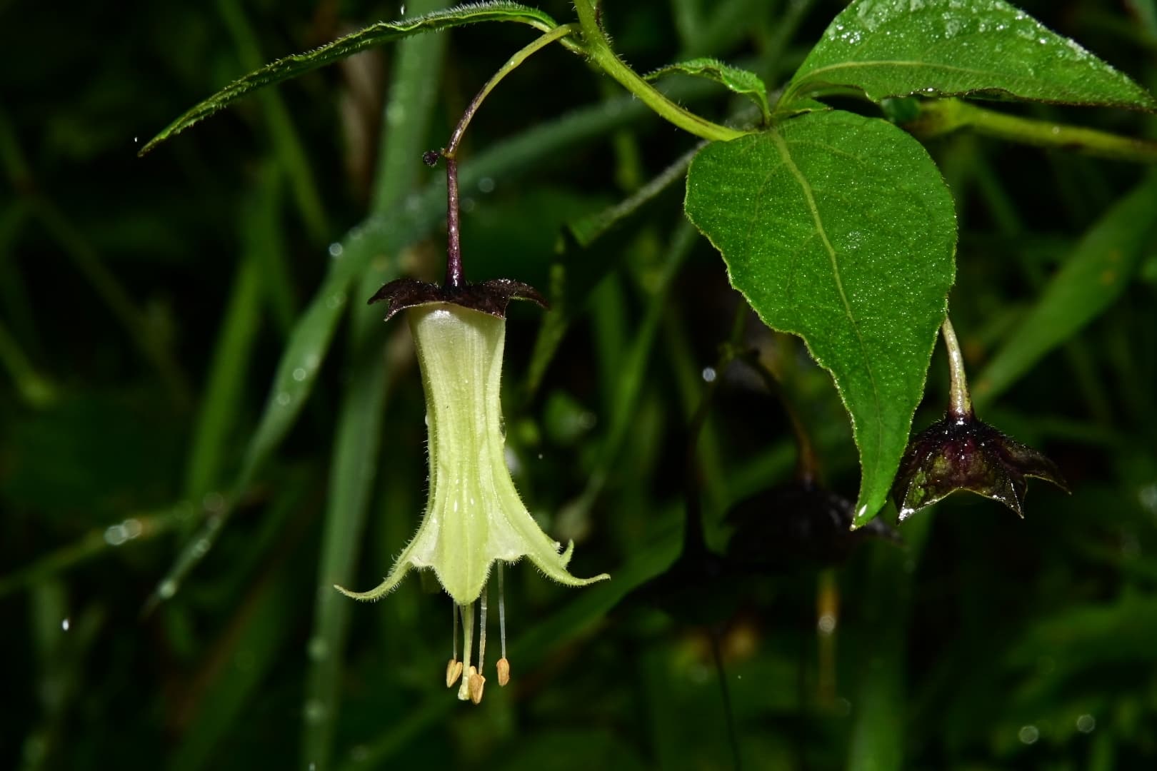 Jaltomata veracruzana
