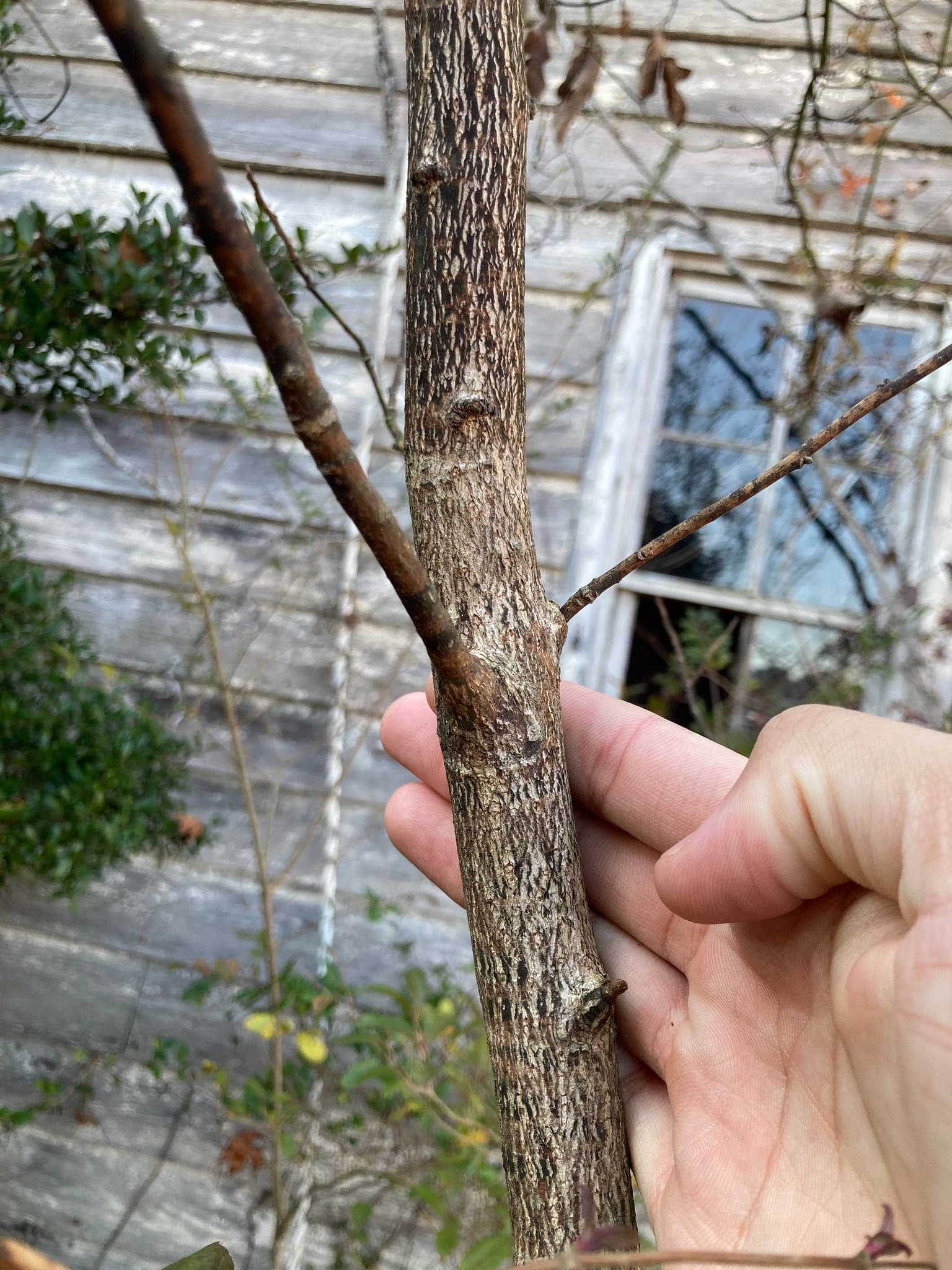 Sassafras