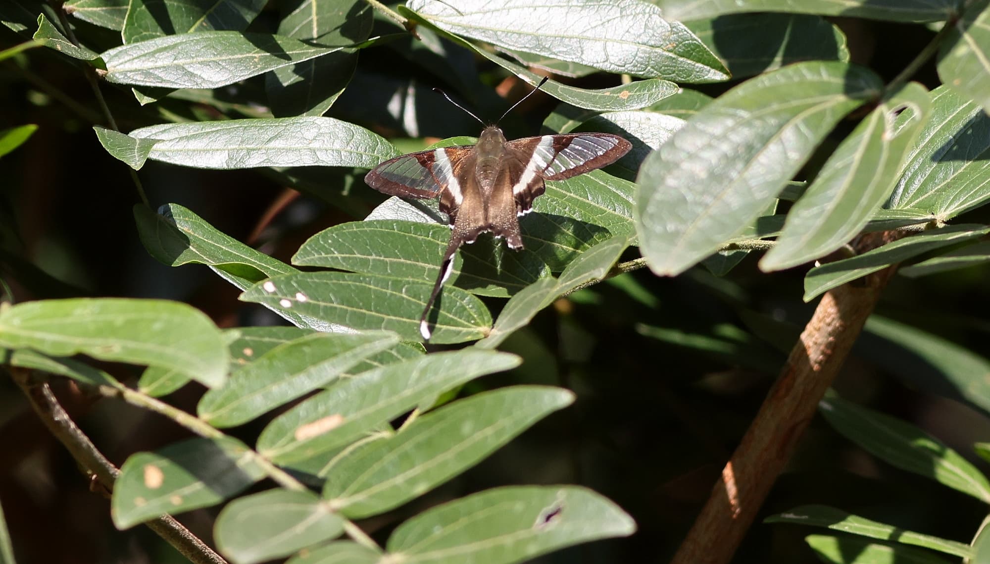 Lamproptera akirai
