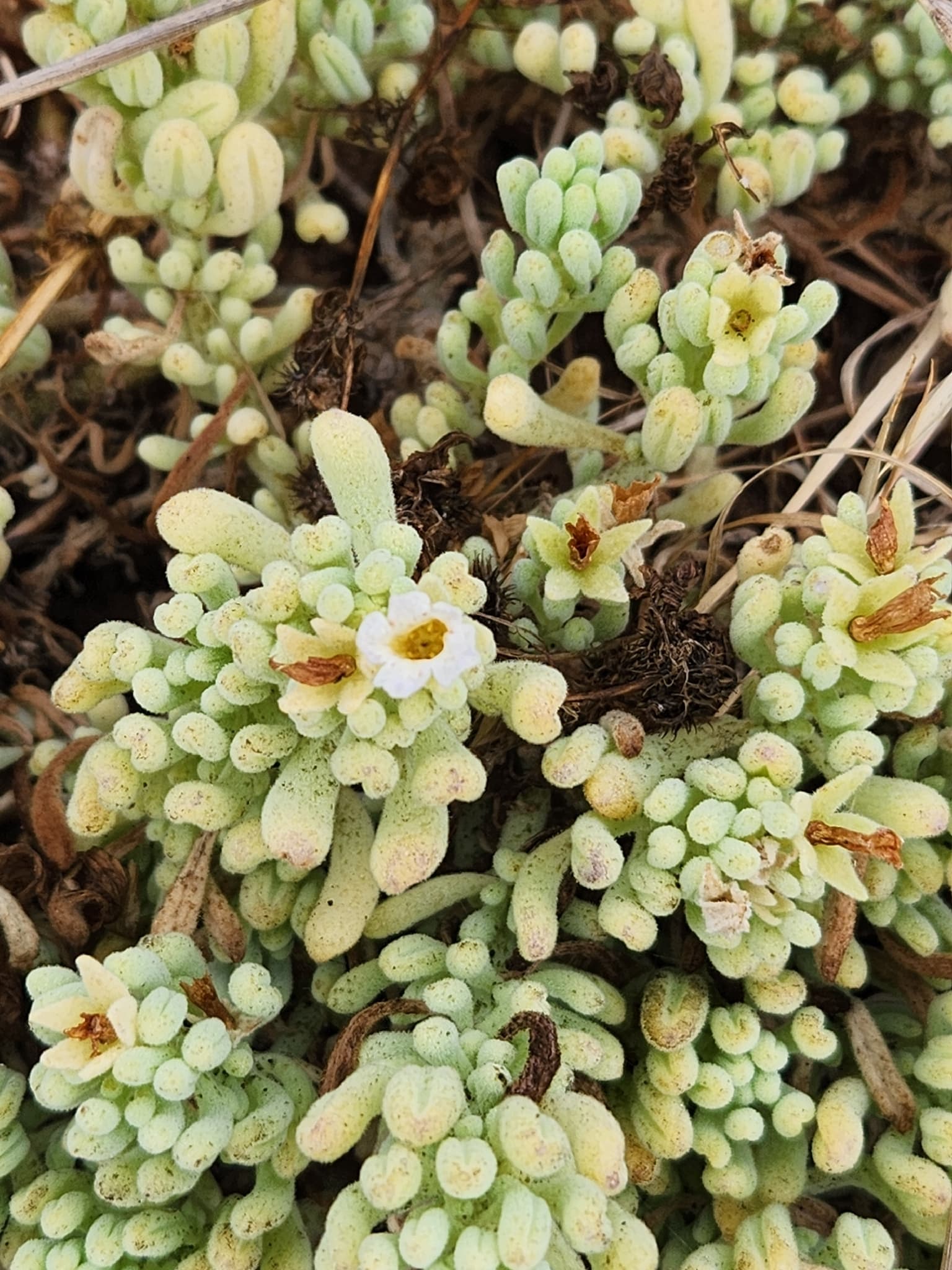 Nolana samaensis