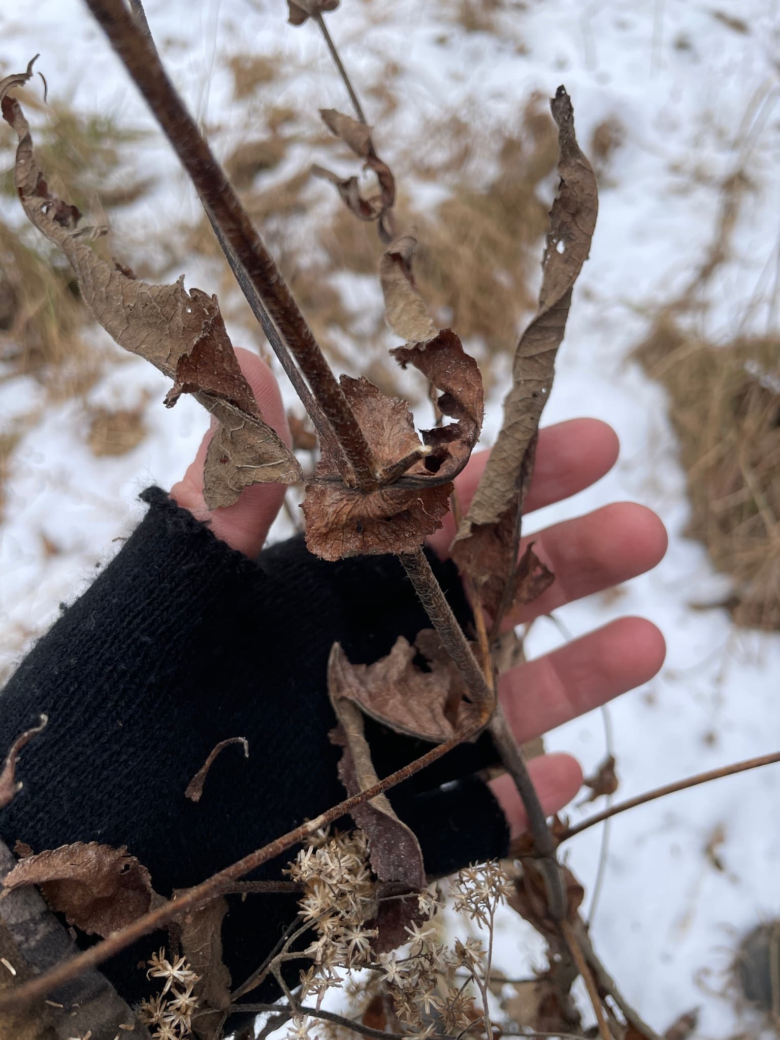 Boneset