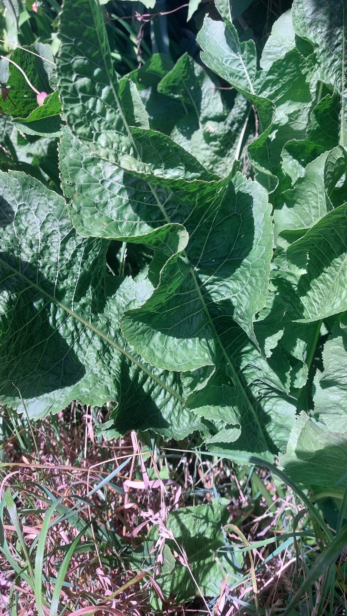 Horseradish
