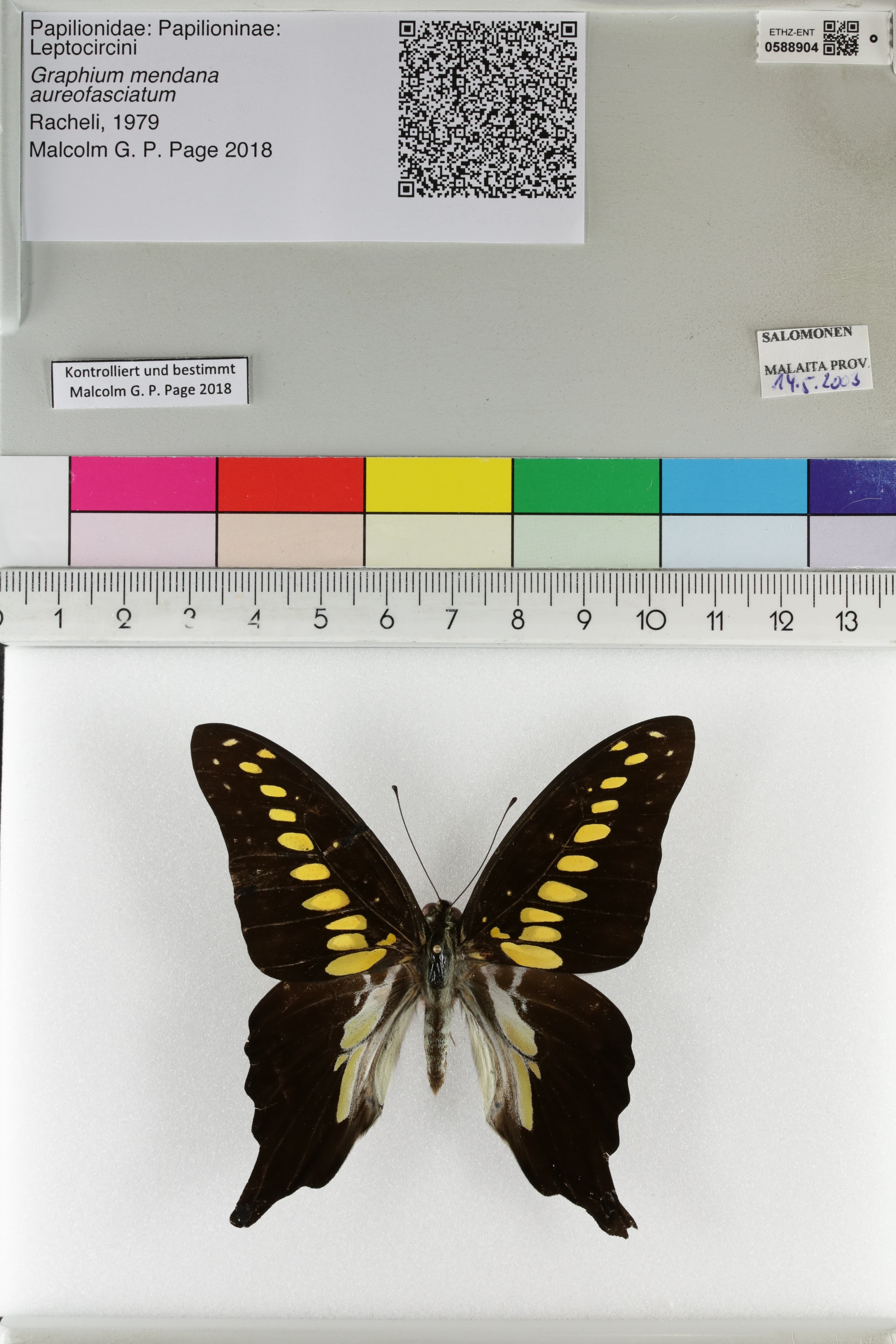 Graphium mendana