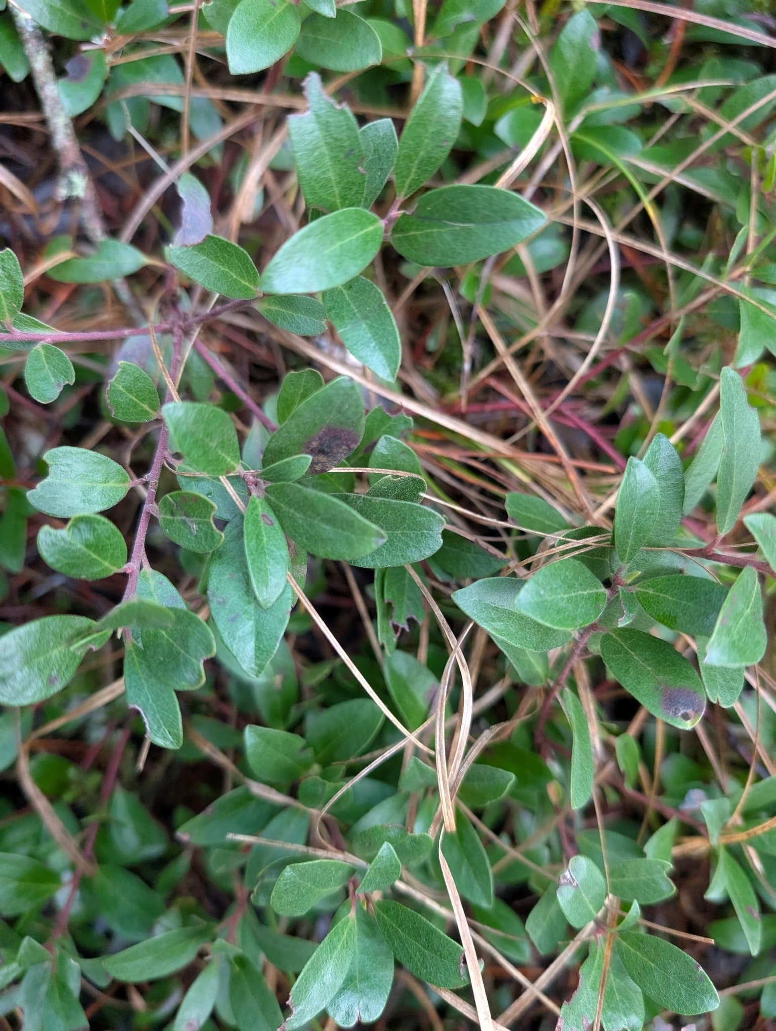 Uva Ursi