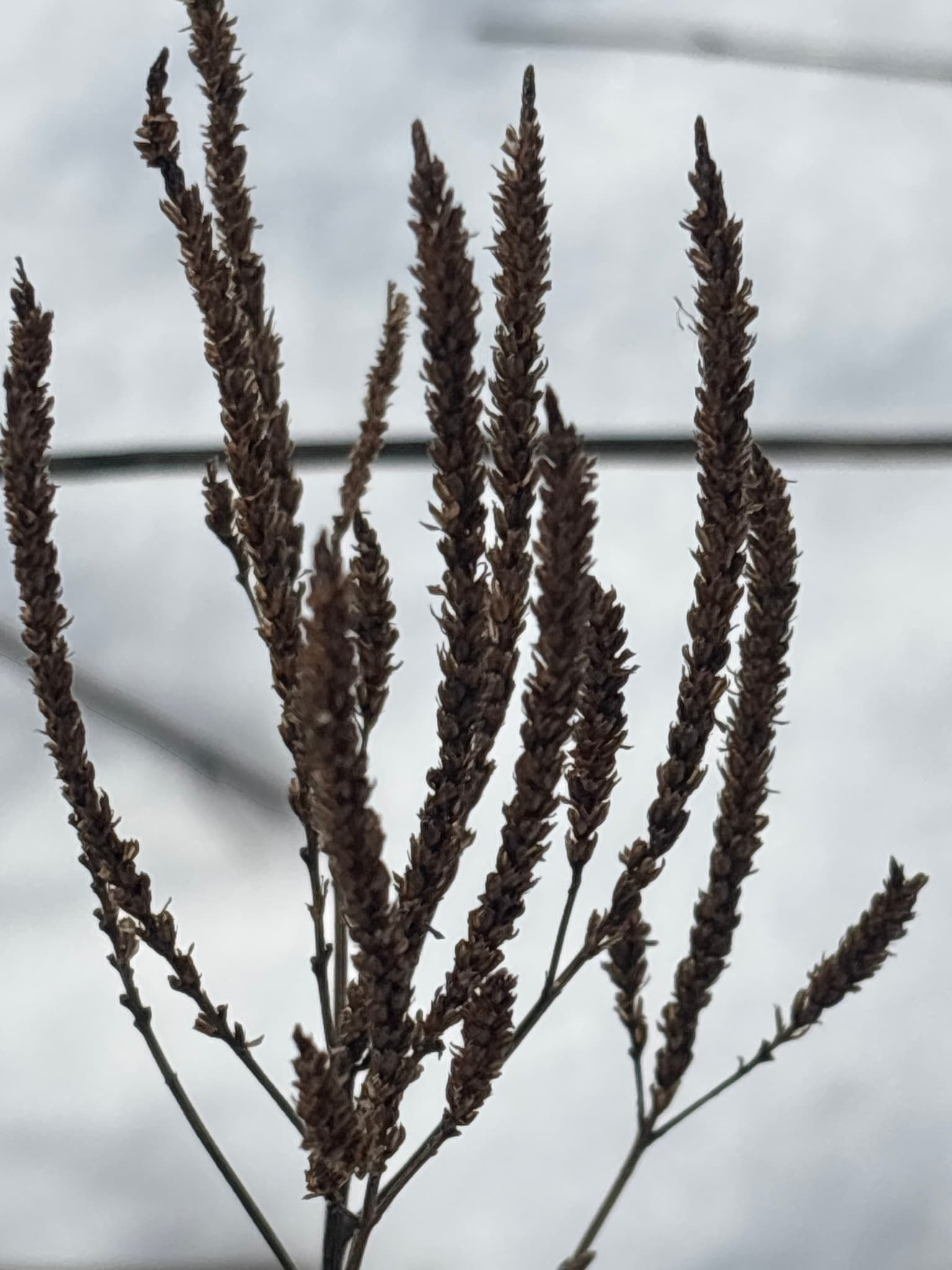 Blue Vervain