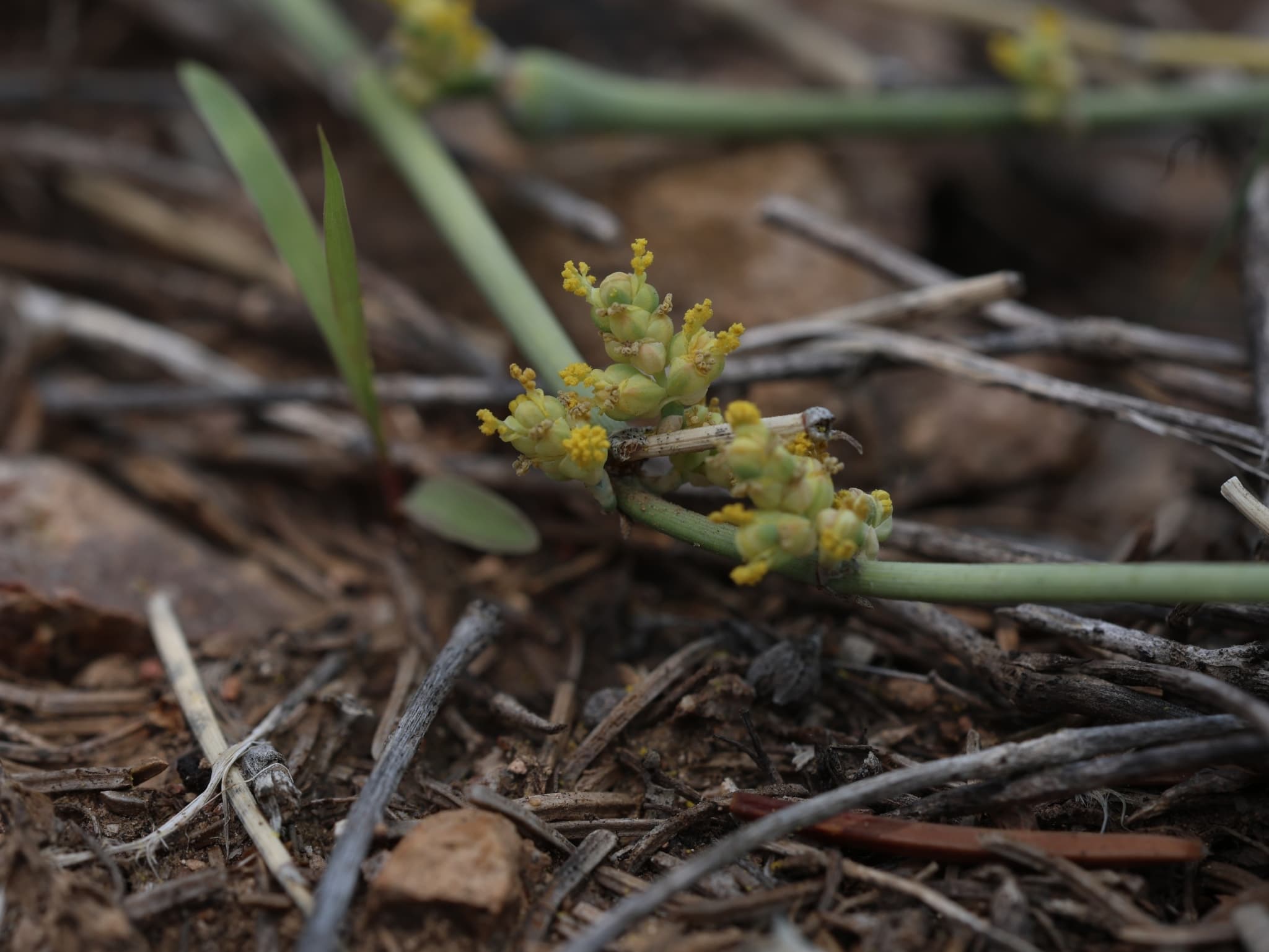 Ma Huang (Ephedra)