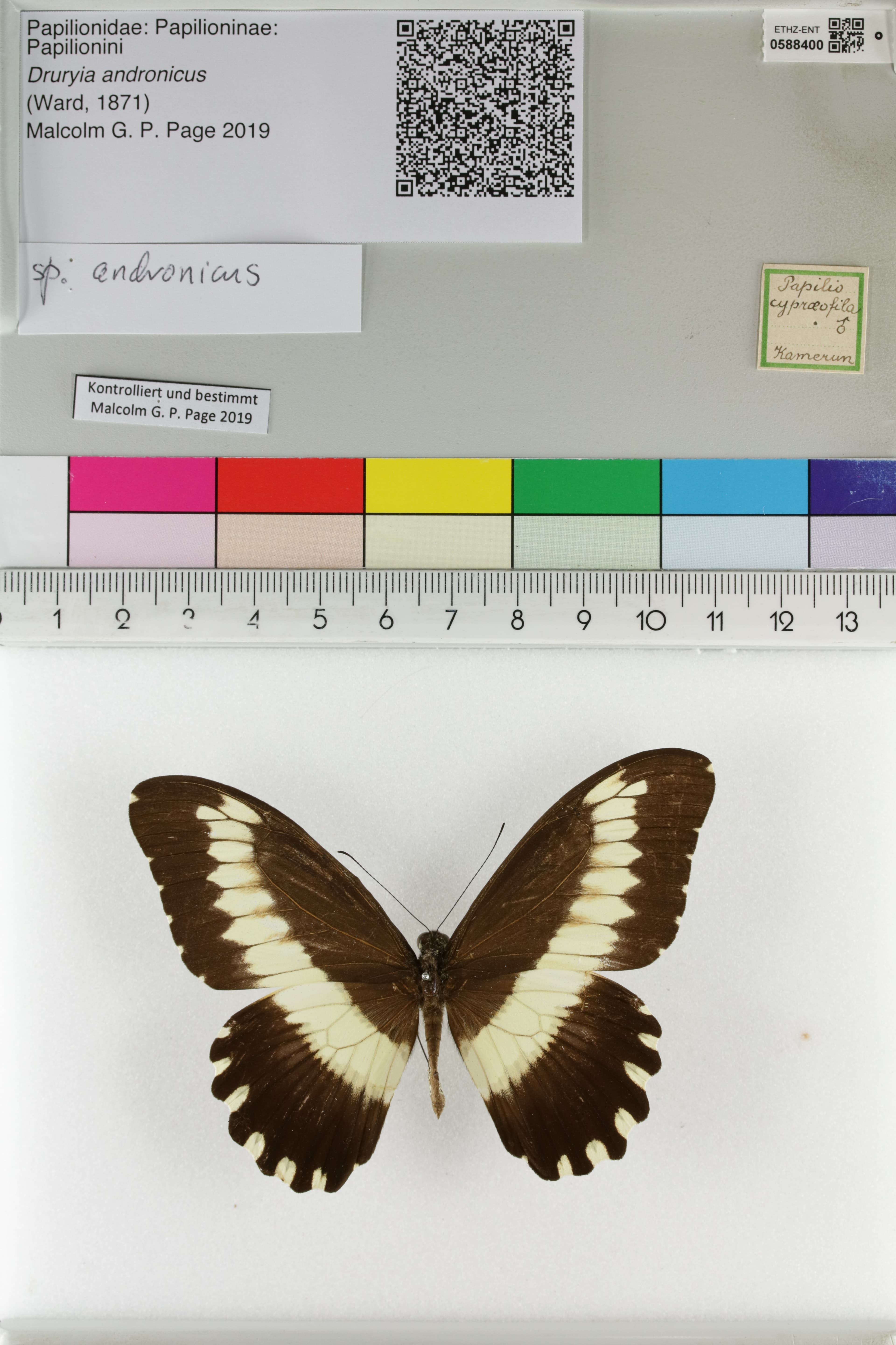 Papilio andronicus