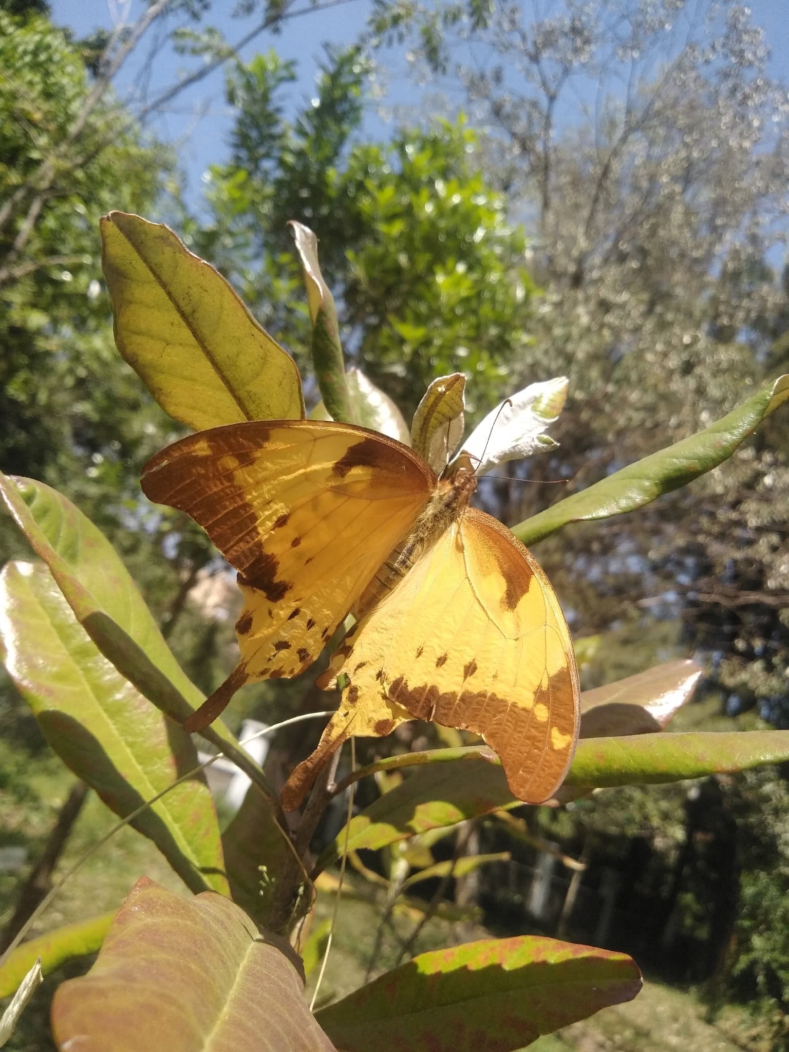 Volta Swallowtail