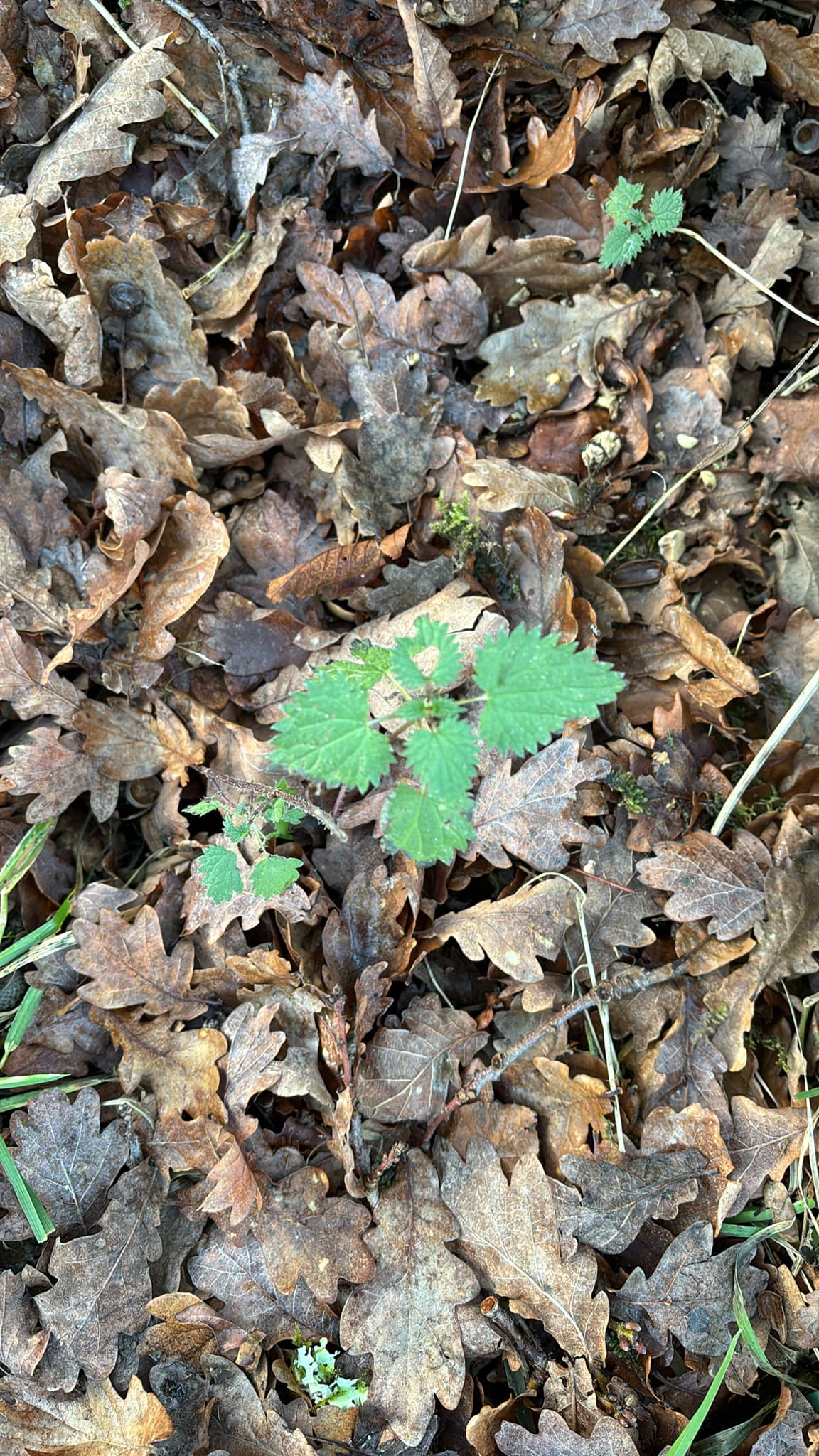 Nettle