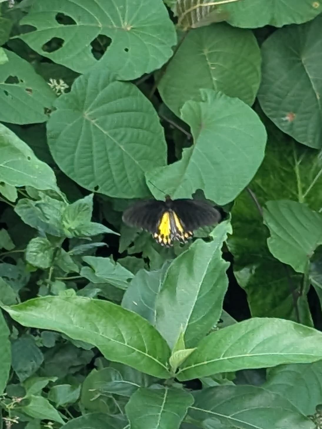 Troides insularis