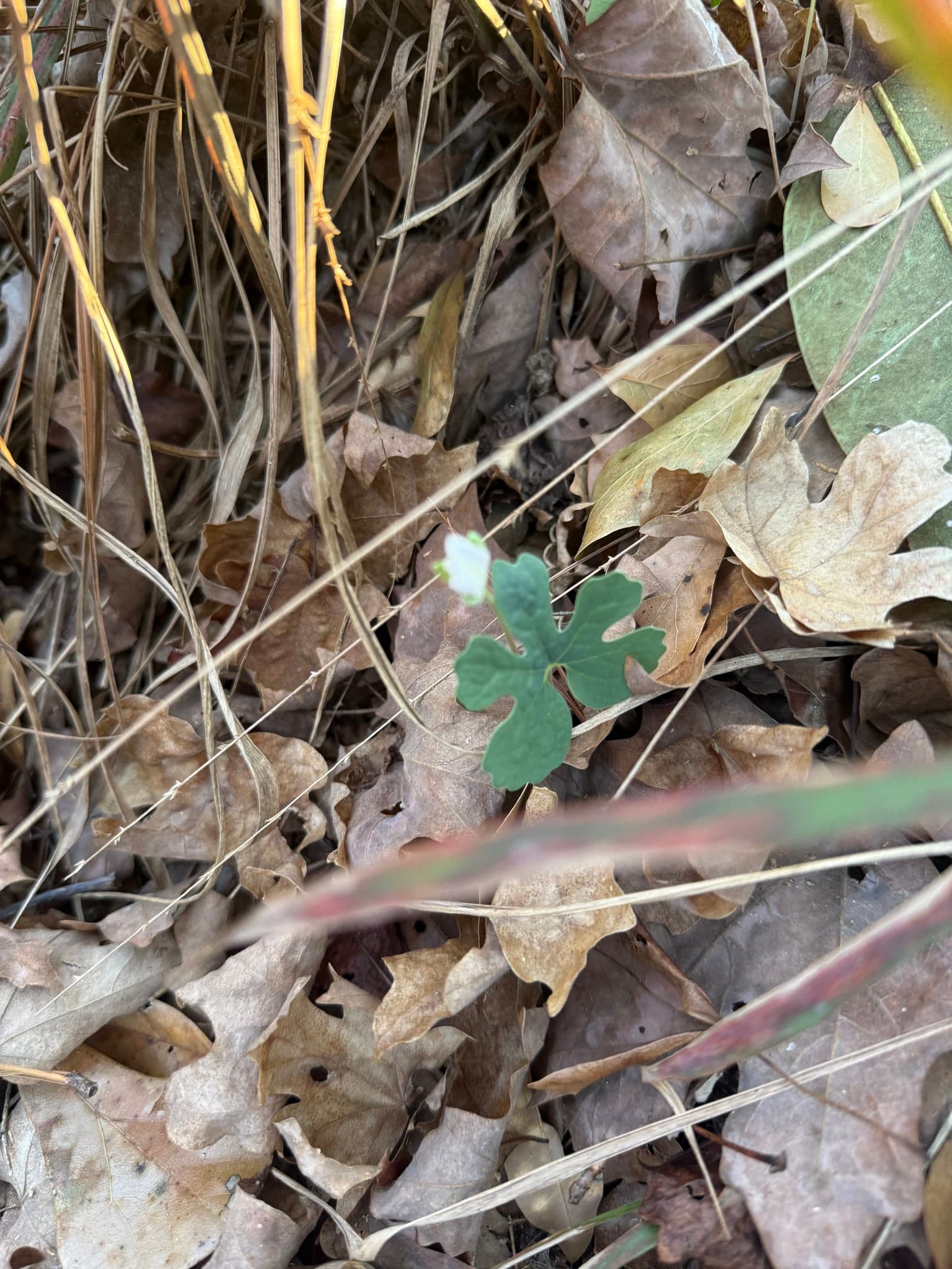 Bloodroot