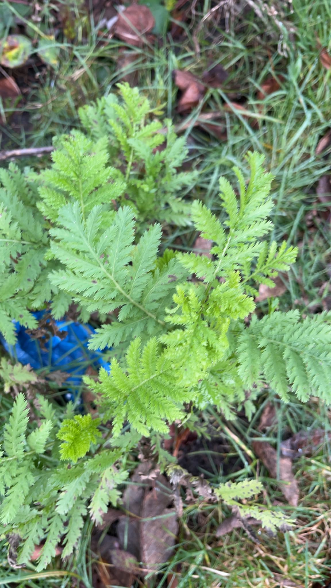 Tansy