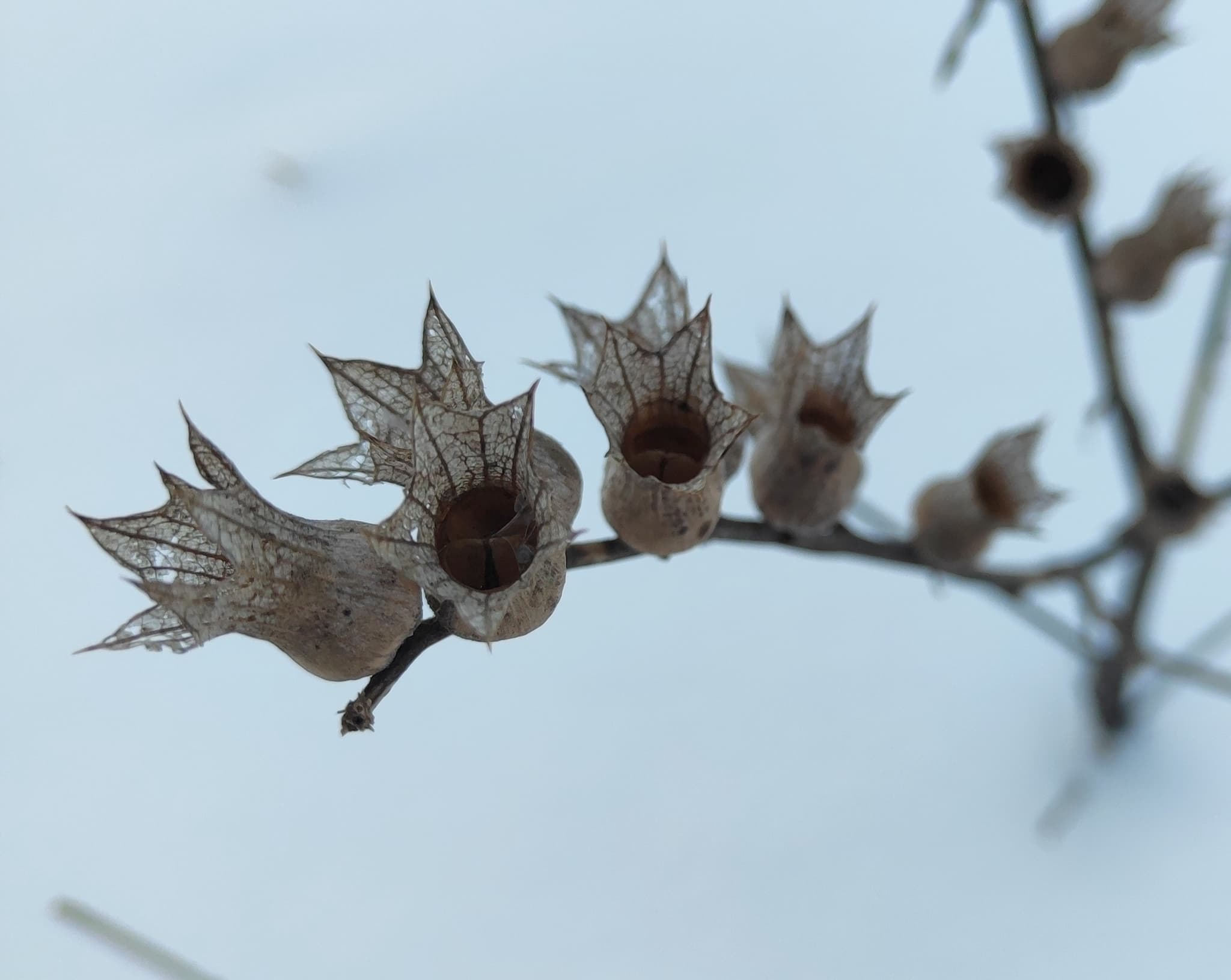 Henbane