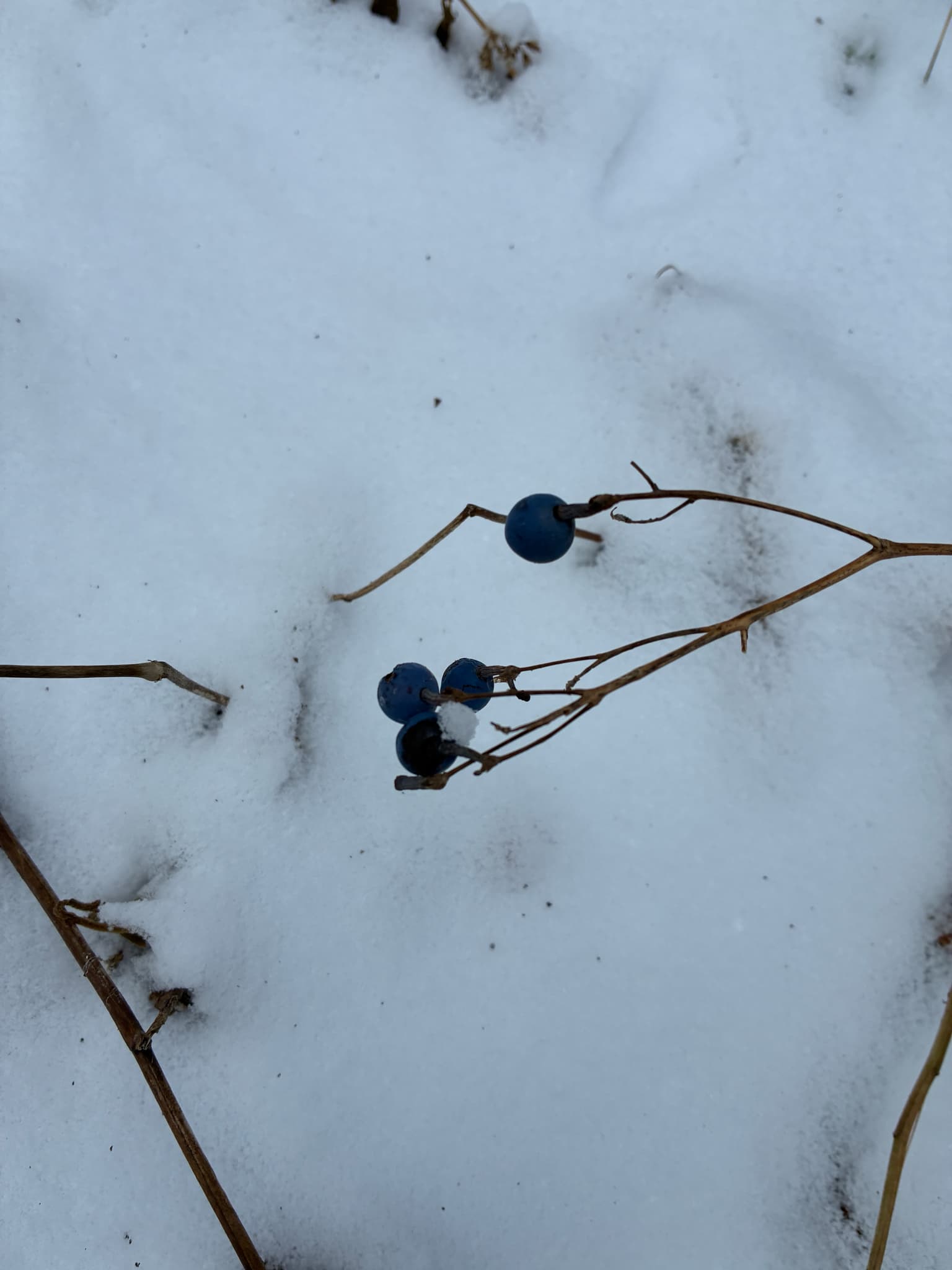 Blue Cohosh