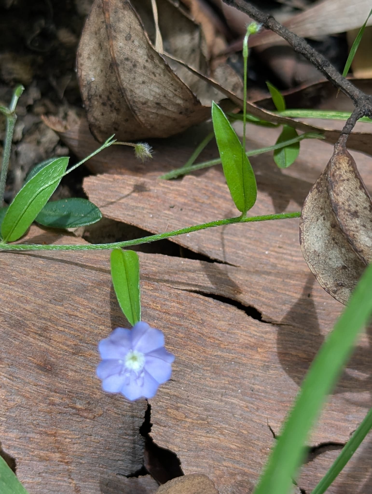 Evolvulus arenicola
