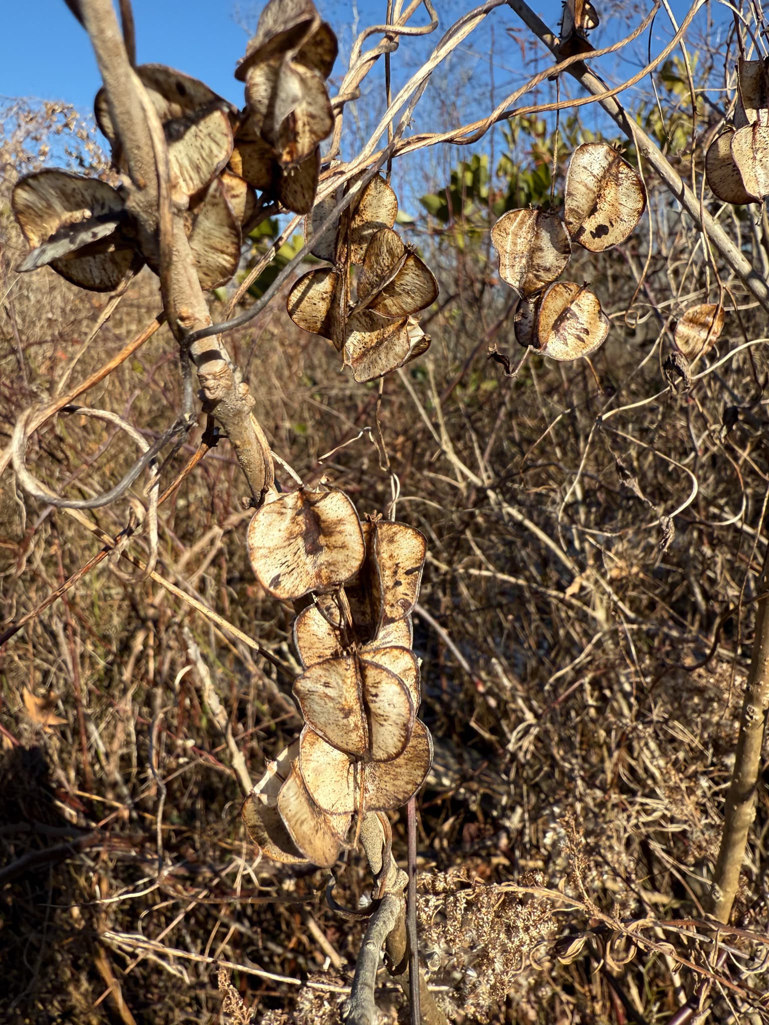 Wild Yam