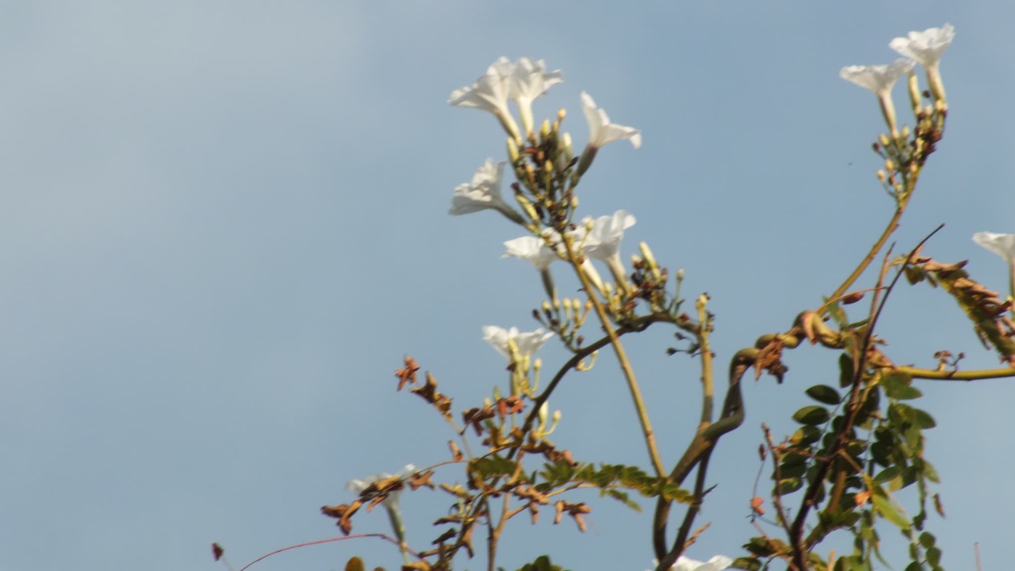 Scindus Bindweed