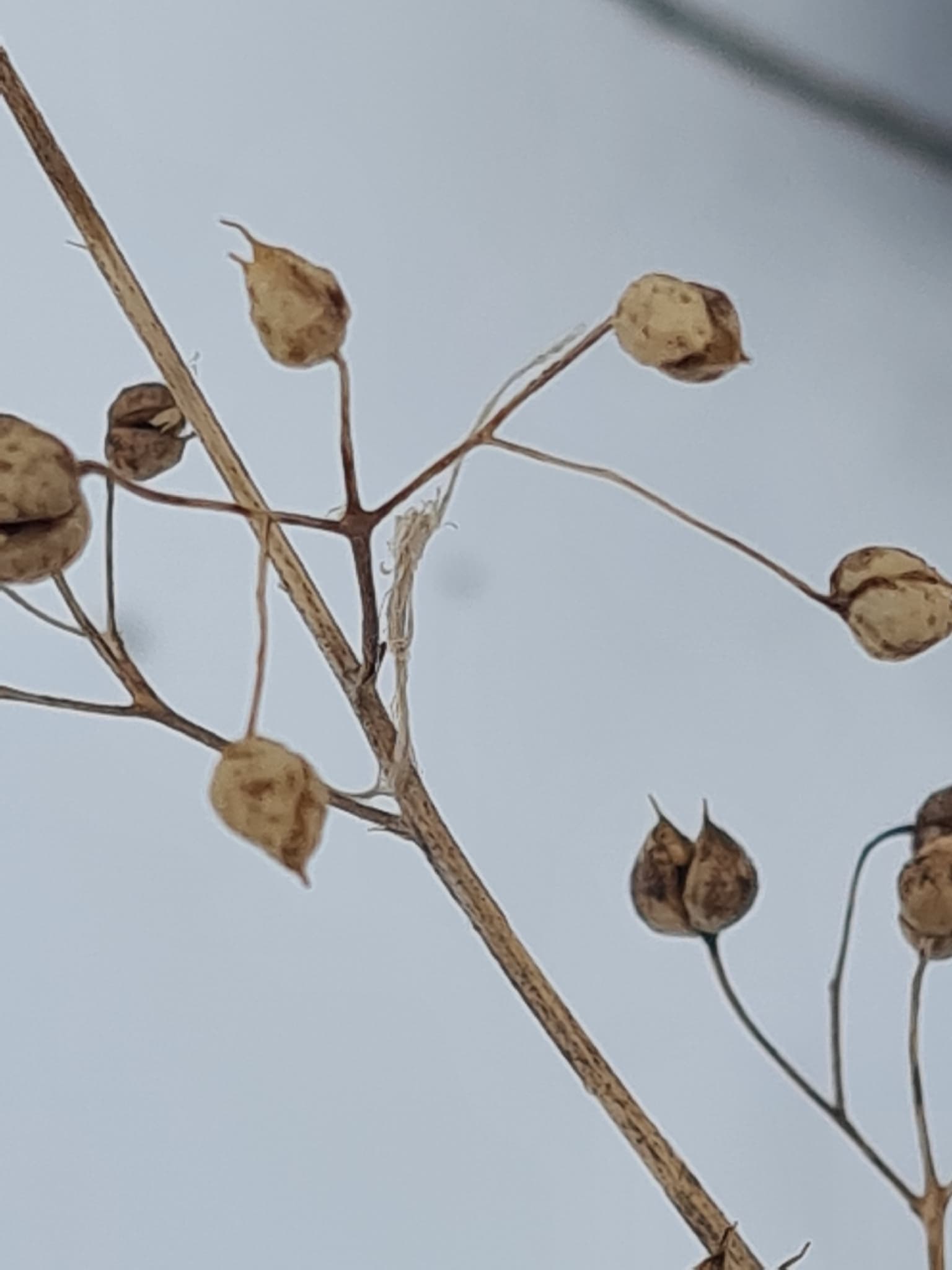 Figwort