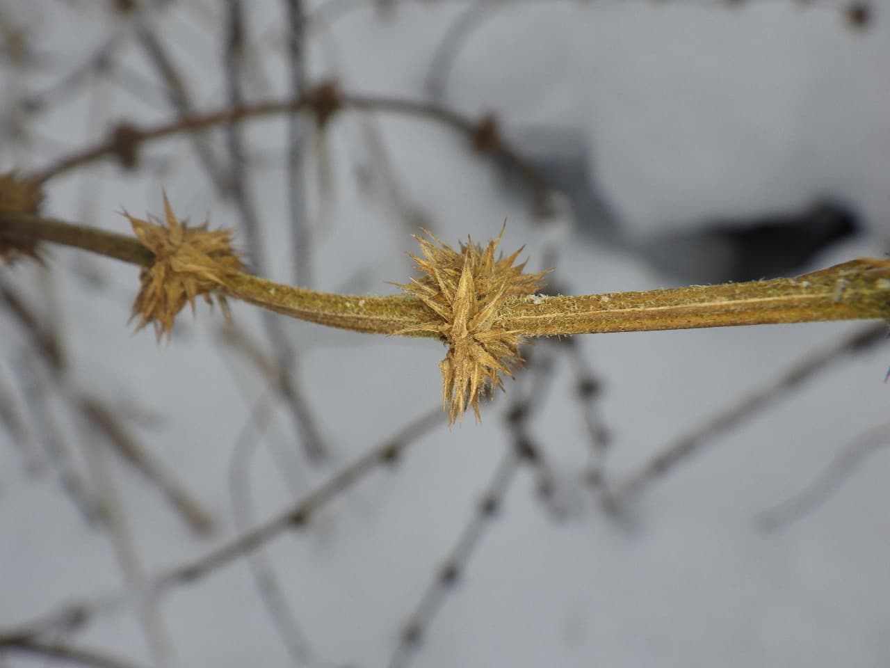 Bugleweed