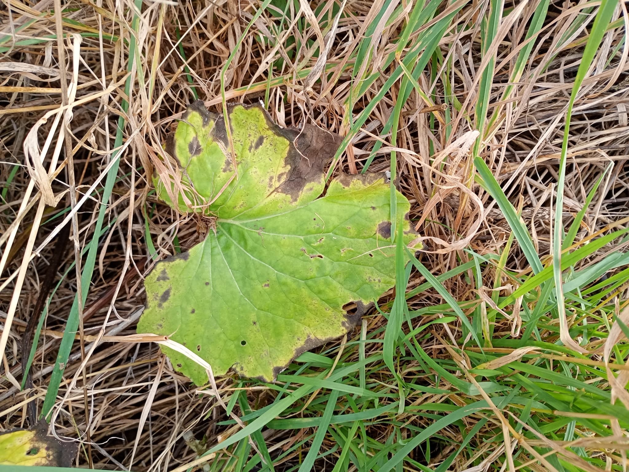 Coltsfoot