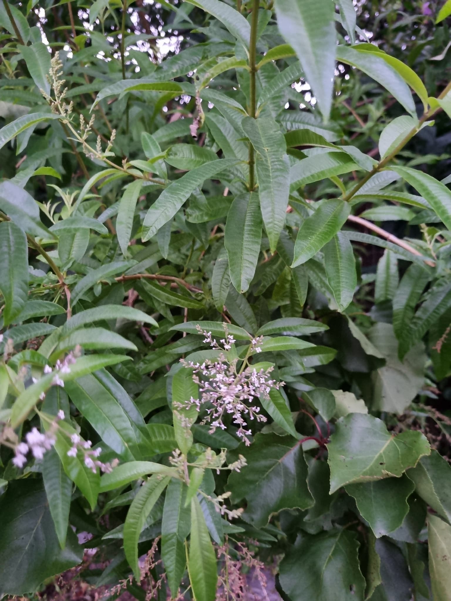 Lemon Verbena