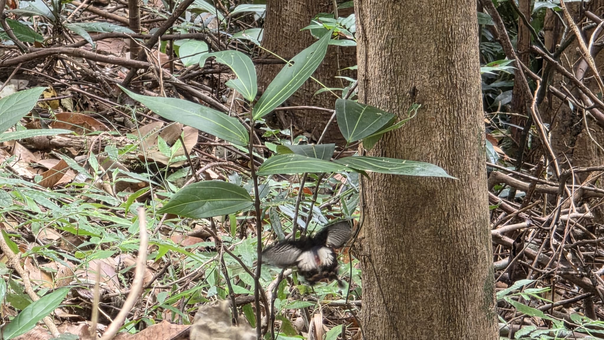 Pachliopta aipytos