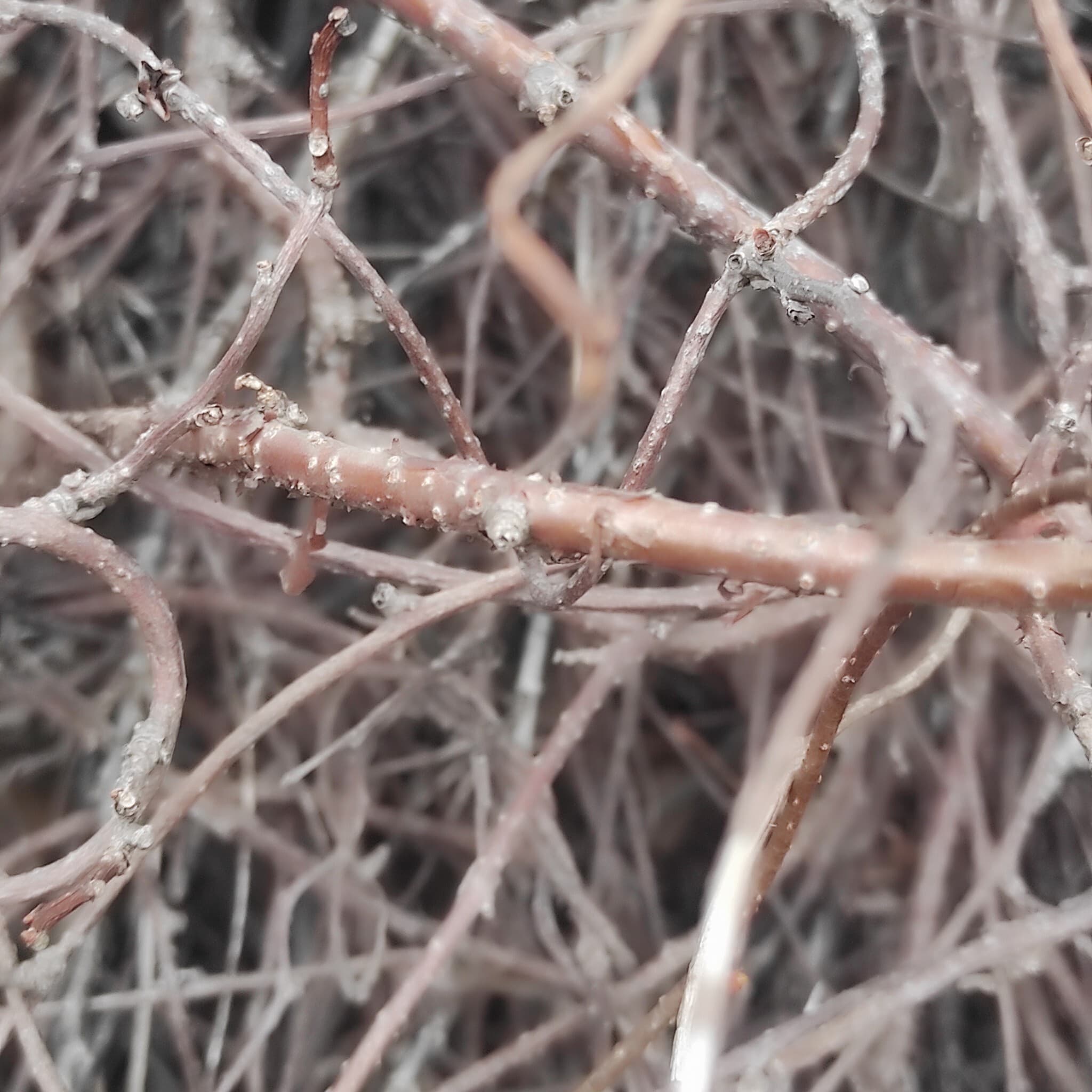 Schisandra