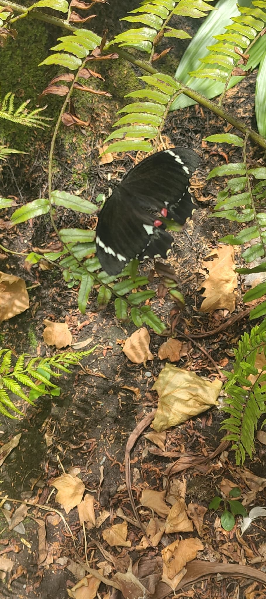 Papilio depilis