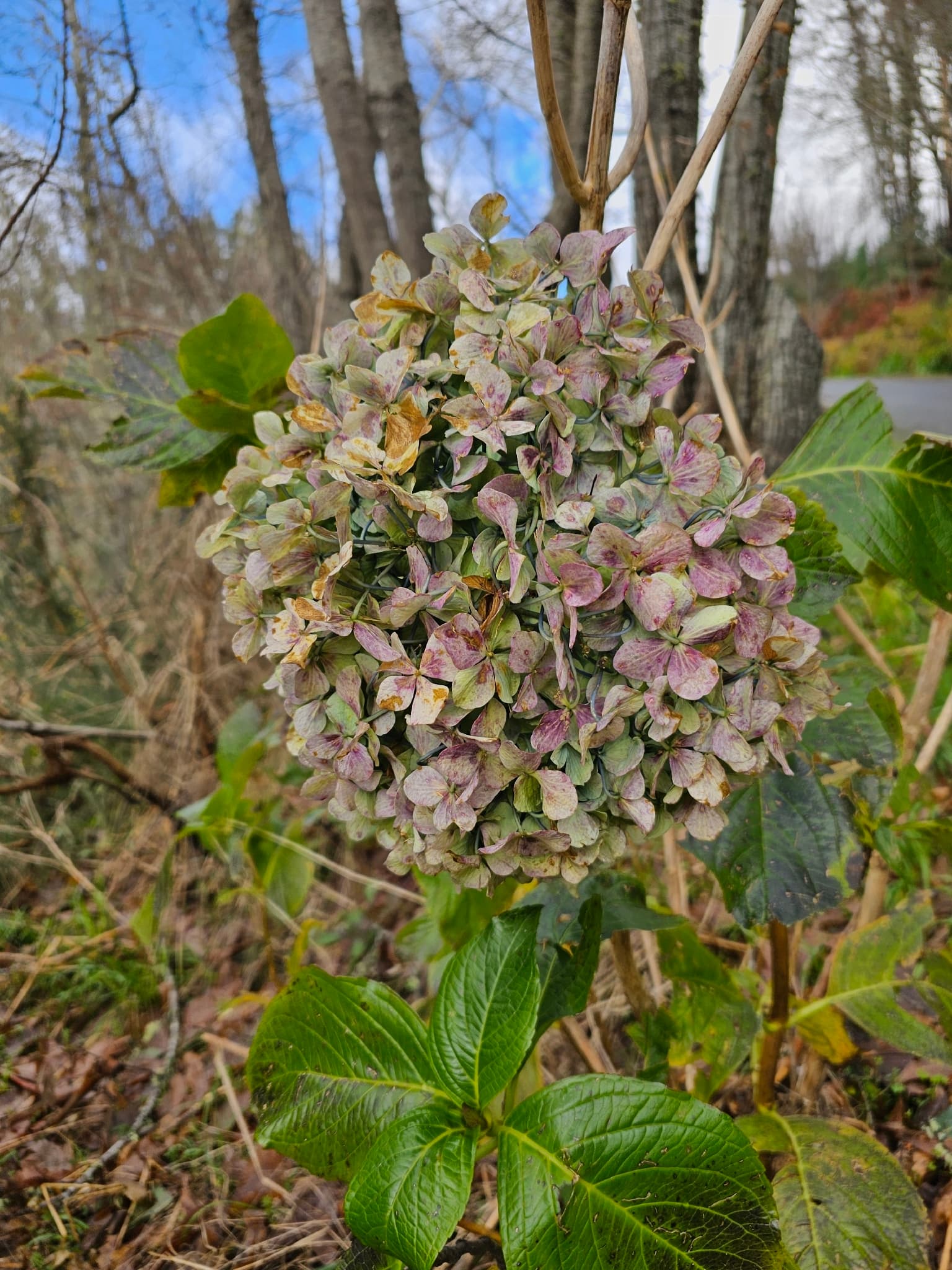 Hydrangea breedlovei