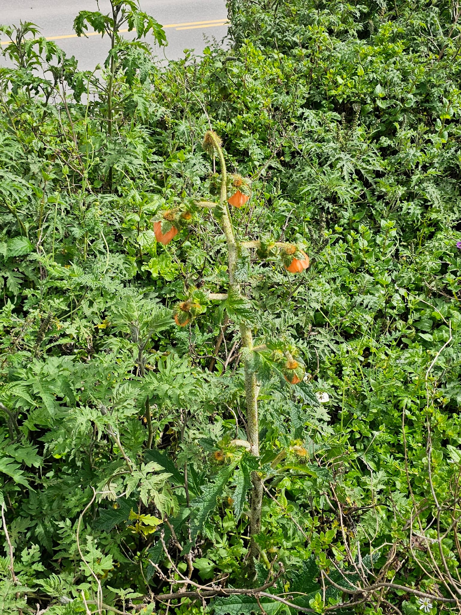 Nasa macrophylla