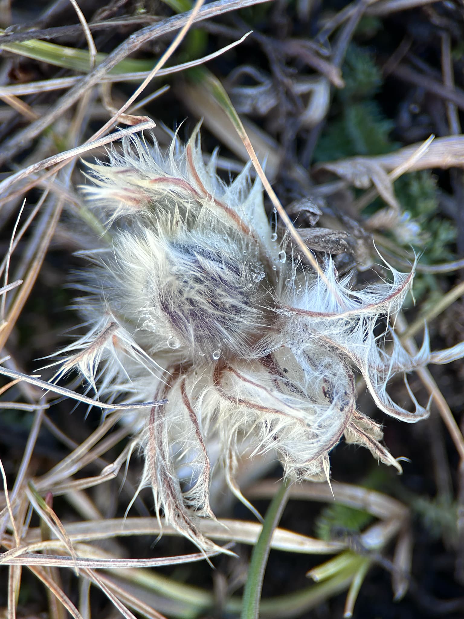 Anemone