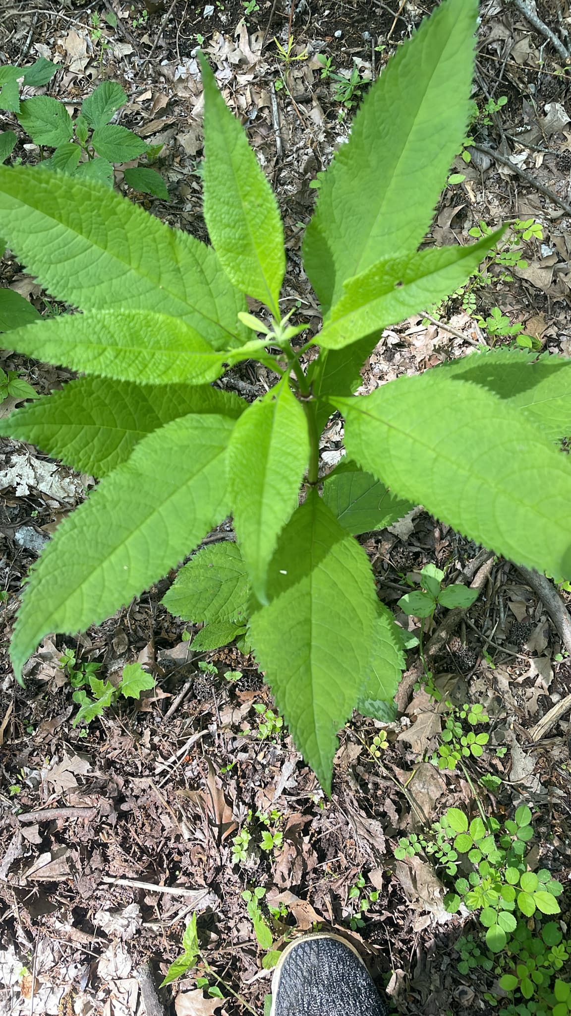 Gravel Root