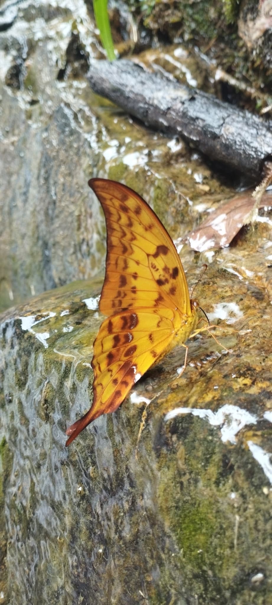 Meandrusa brunei