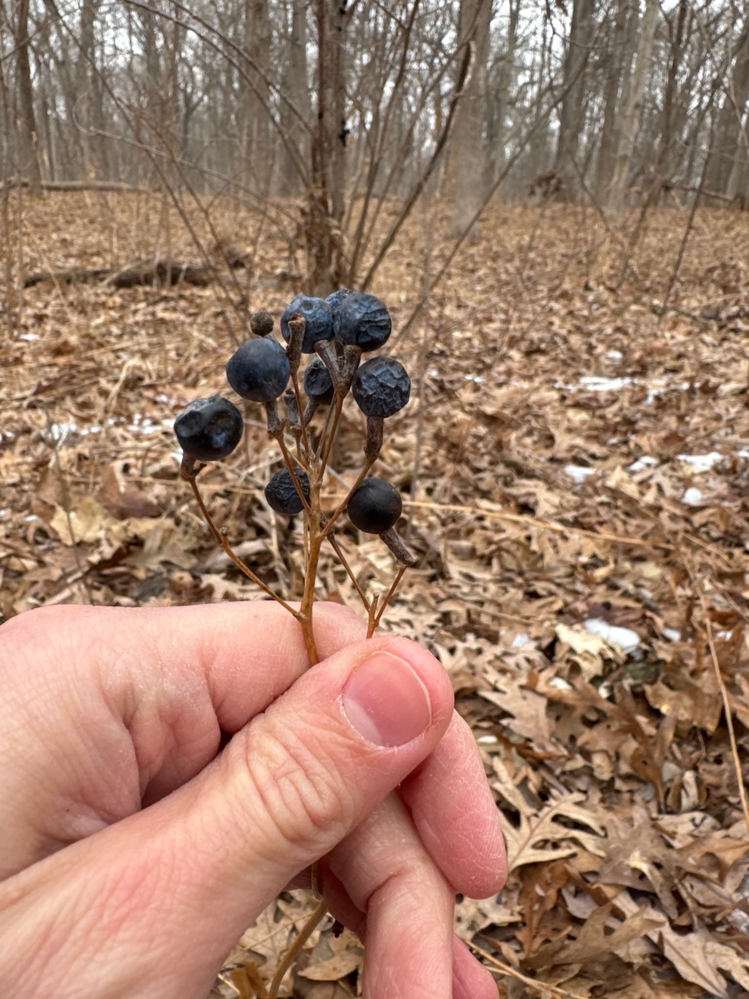 Blue Cohosh