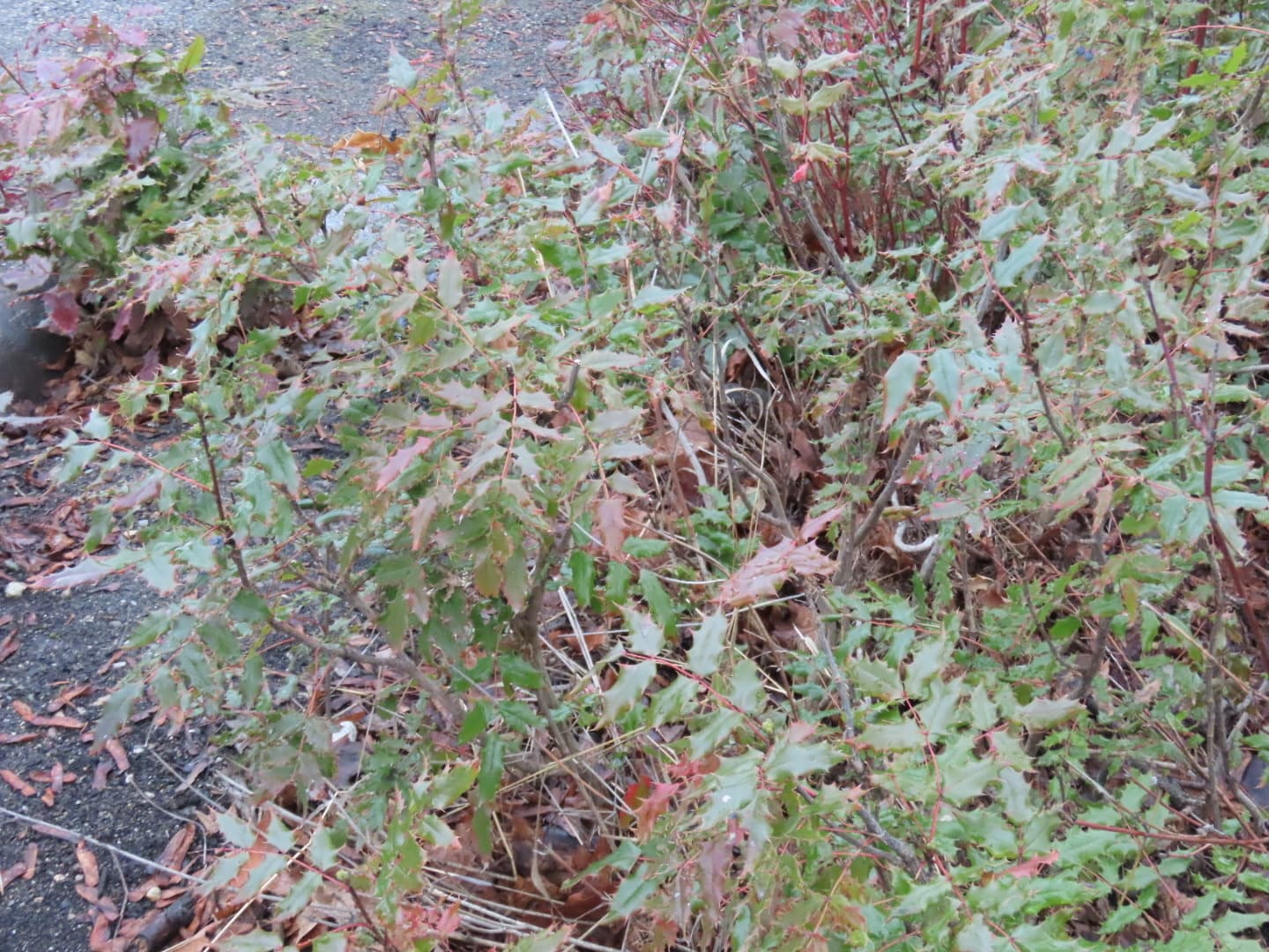 Oregon Grape