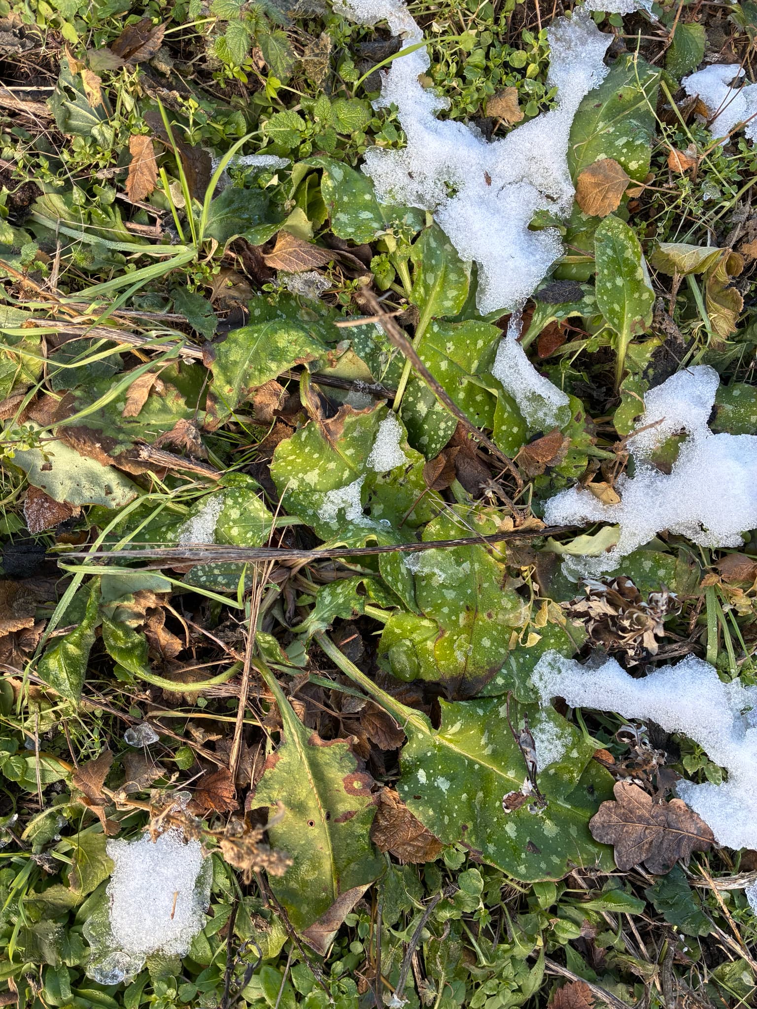 Lungwort