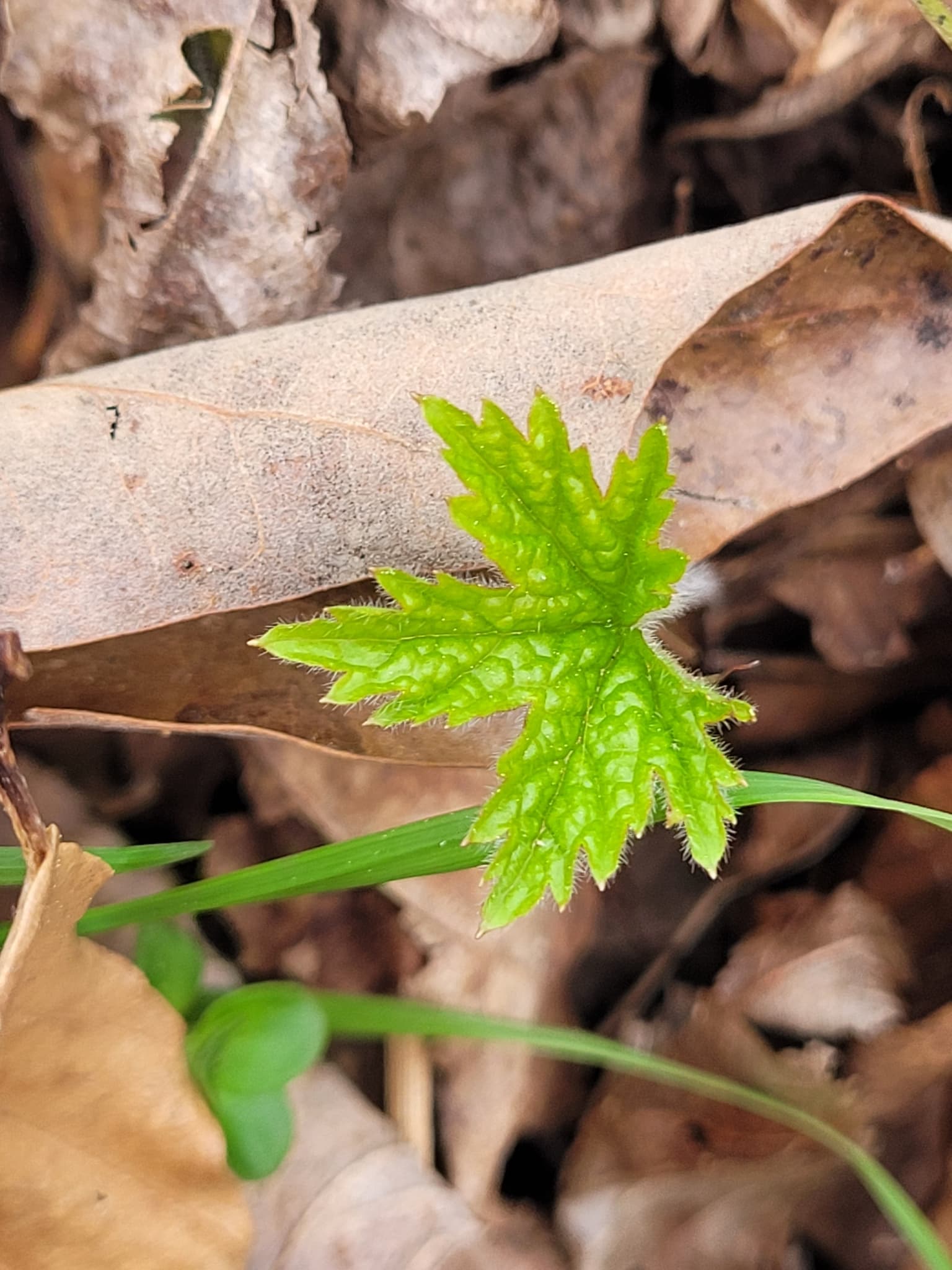 Goldenseal