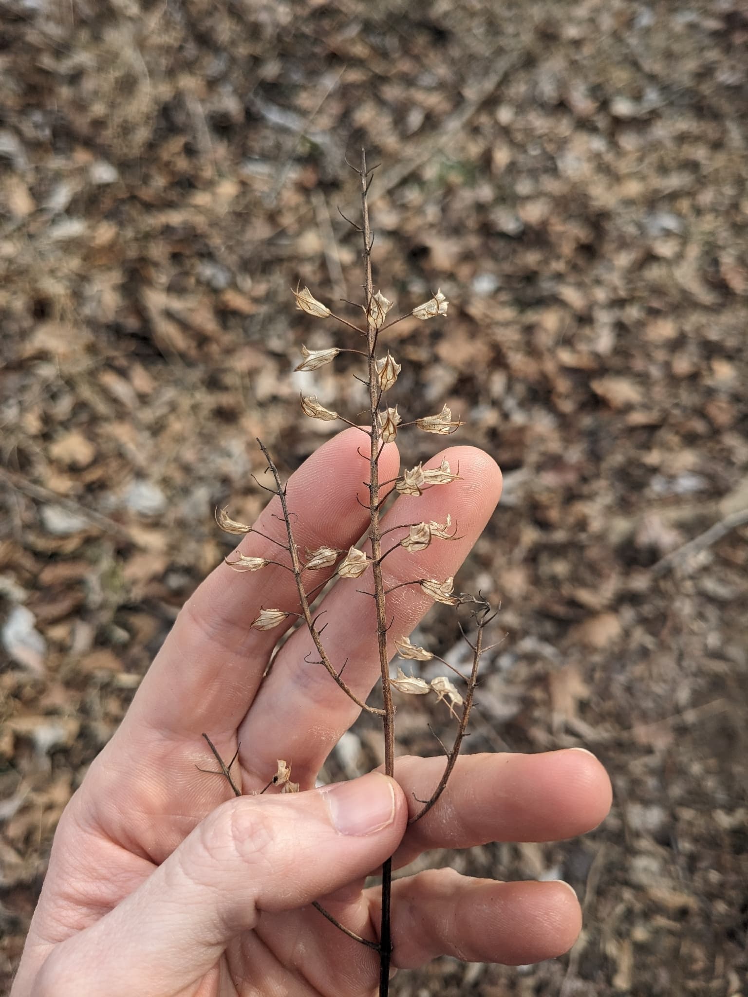 Stone Root