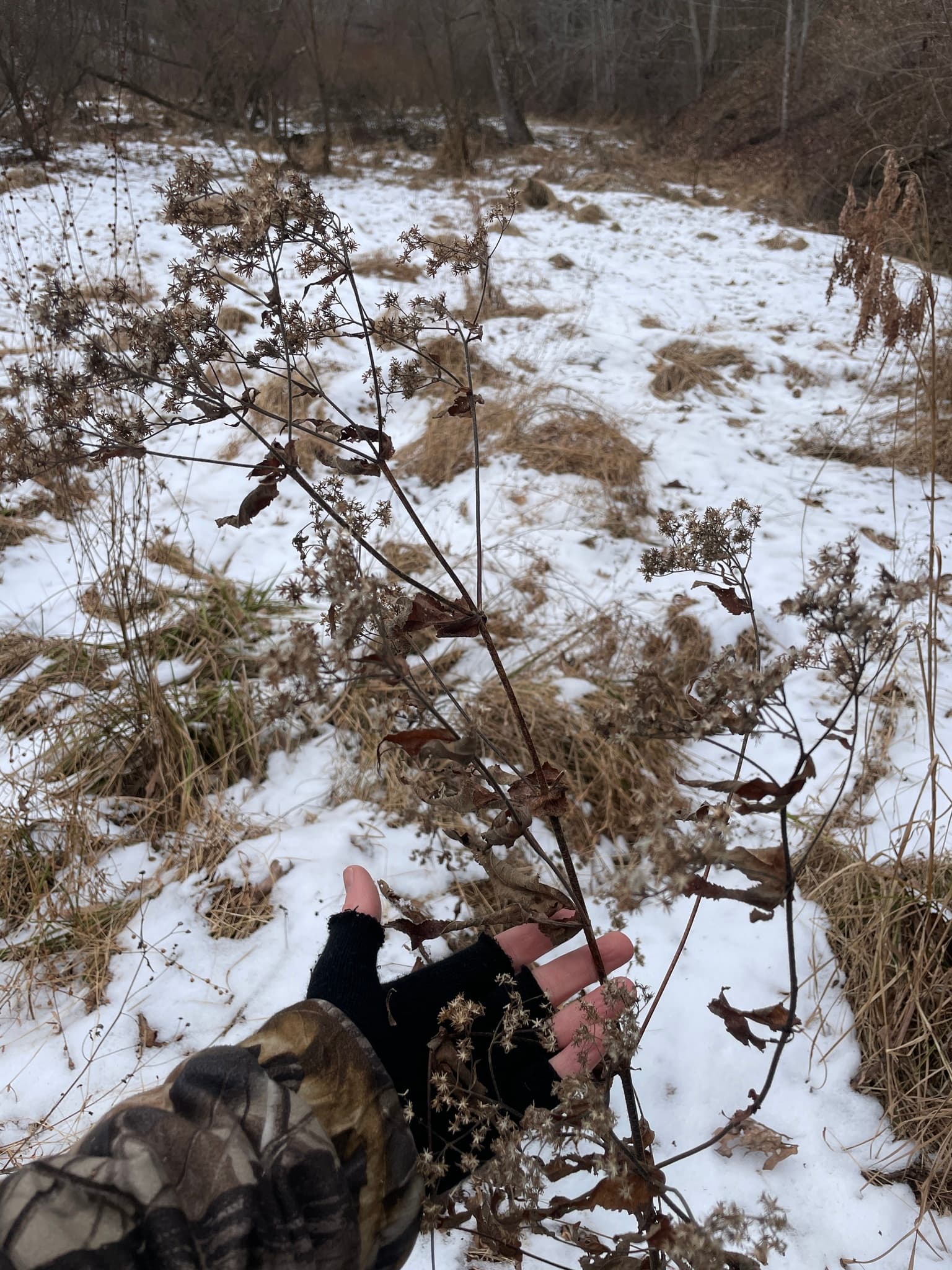 Boneset