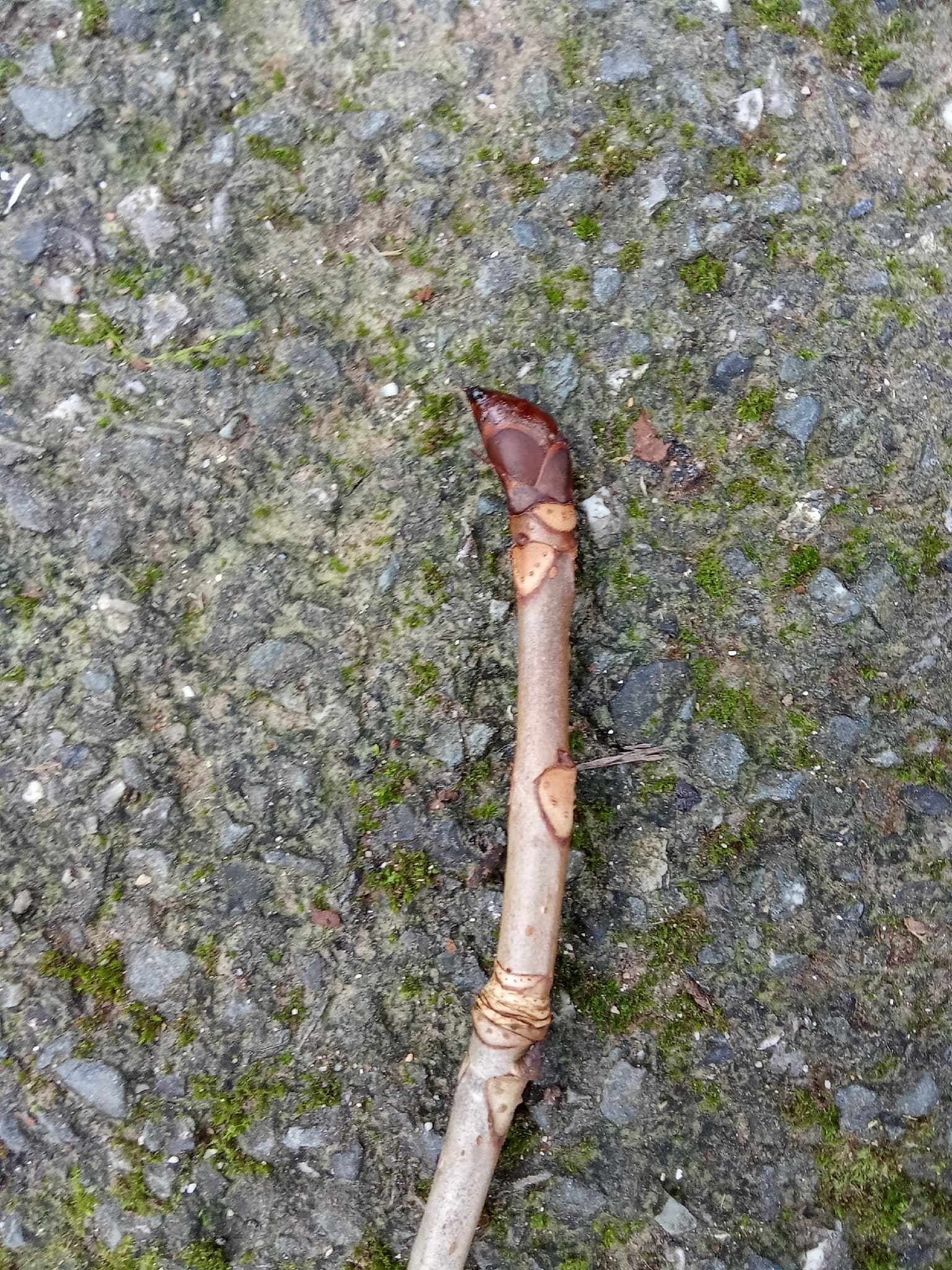 Horse Chestnut
