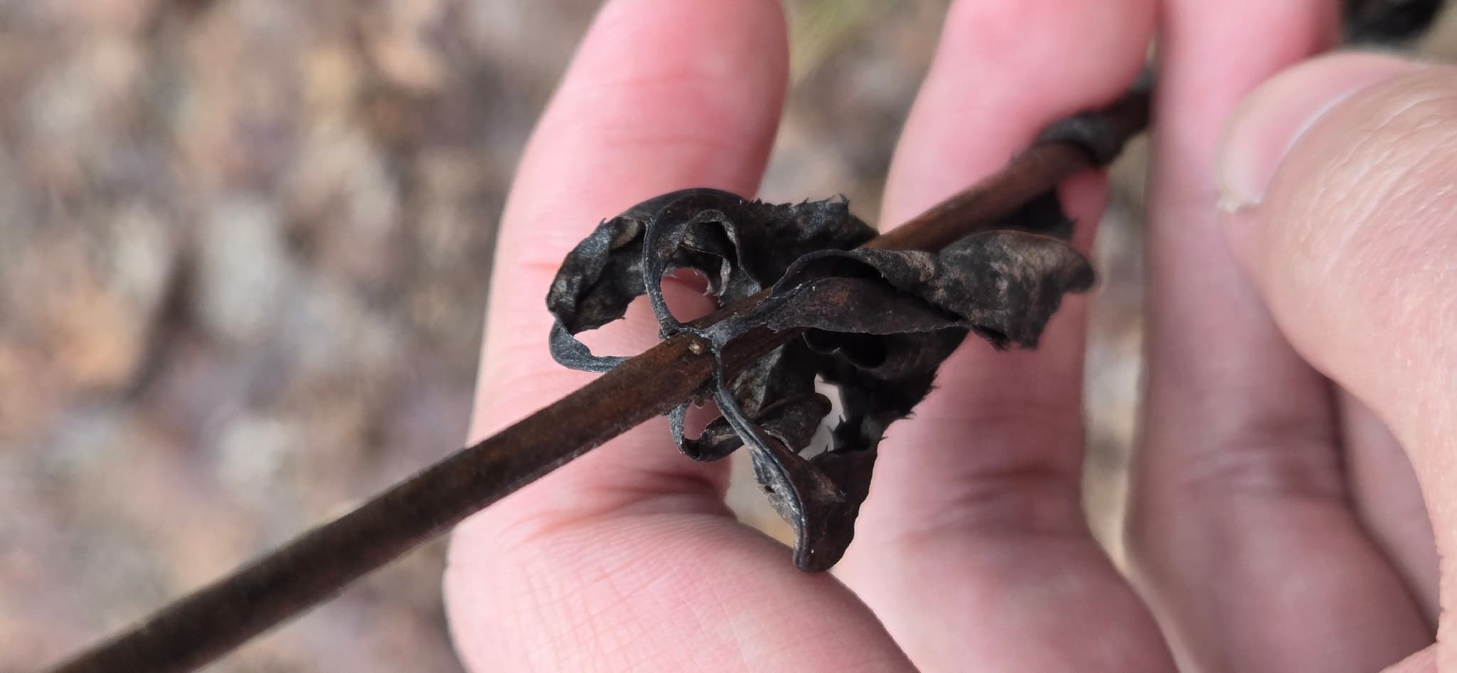 Culver's Root