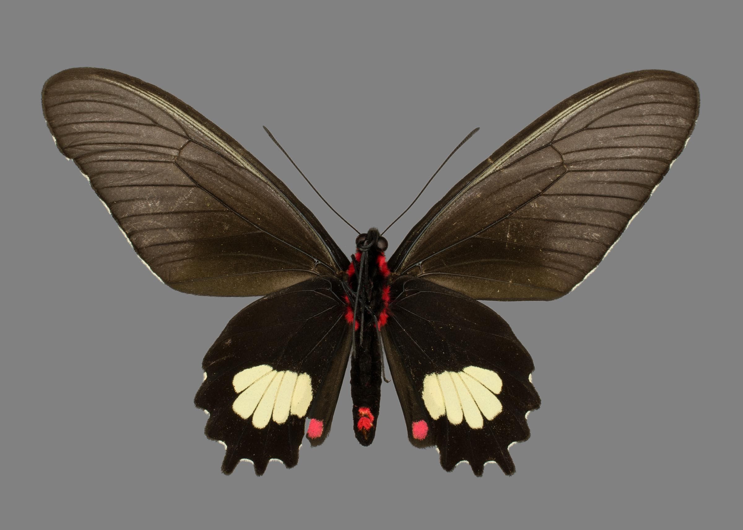 Parides quadratus