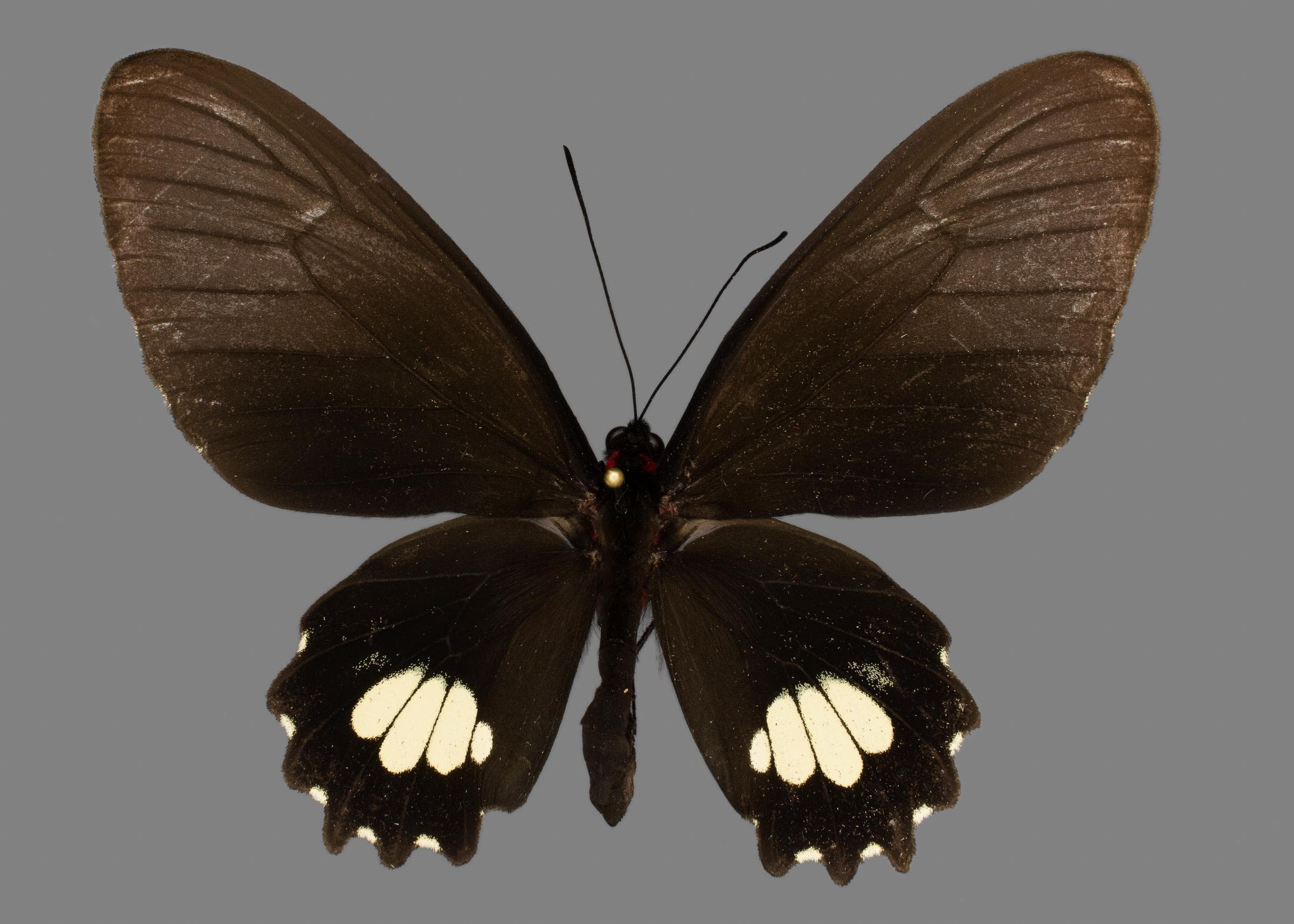 Parides pizarro
