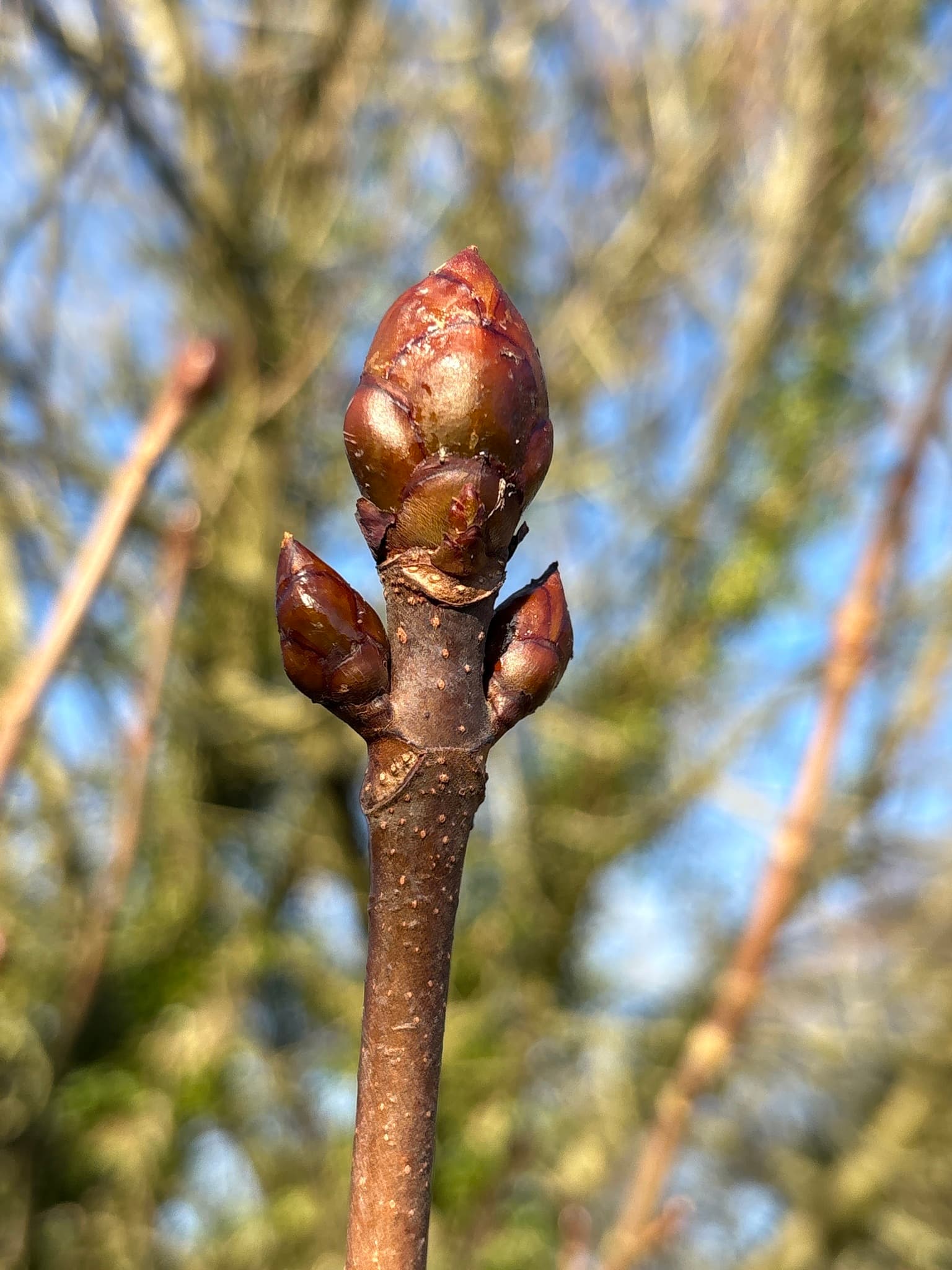 Horse Chestnut
